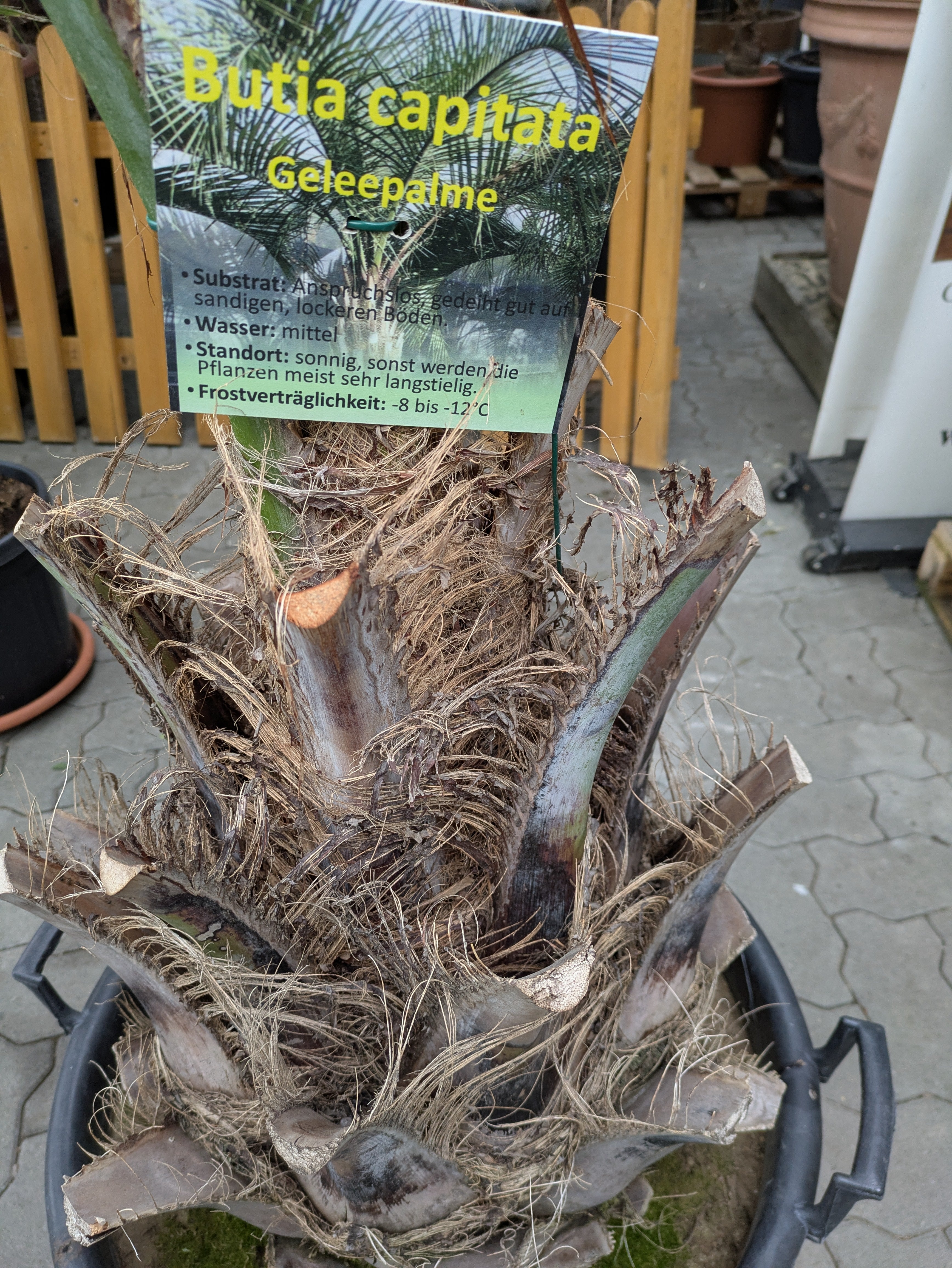 Stamm 70cm von Butia-Palme