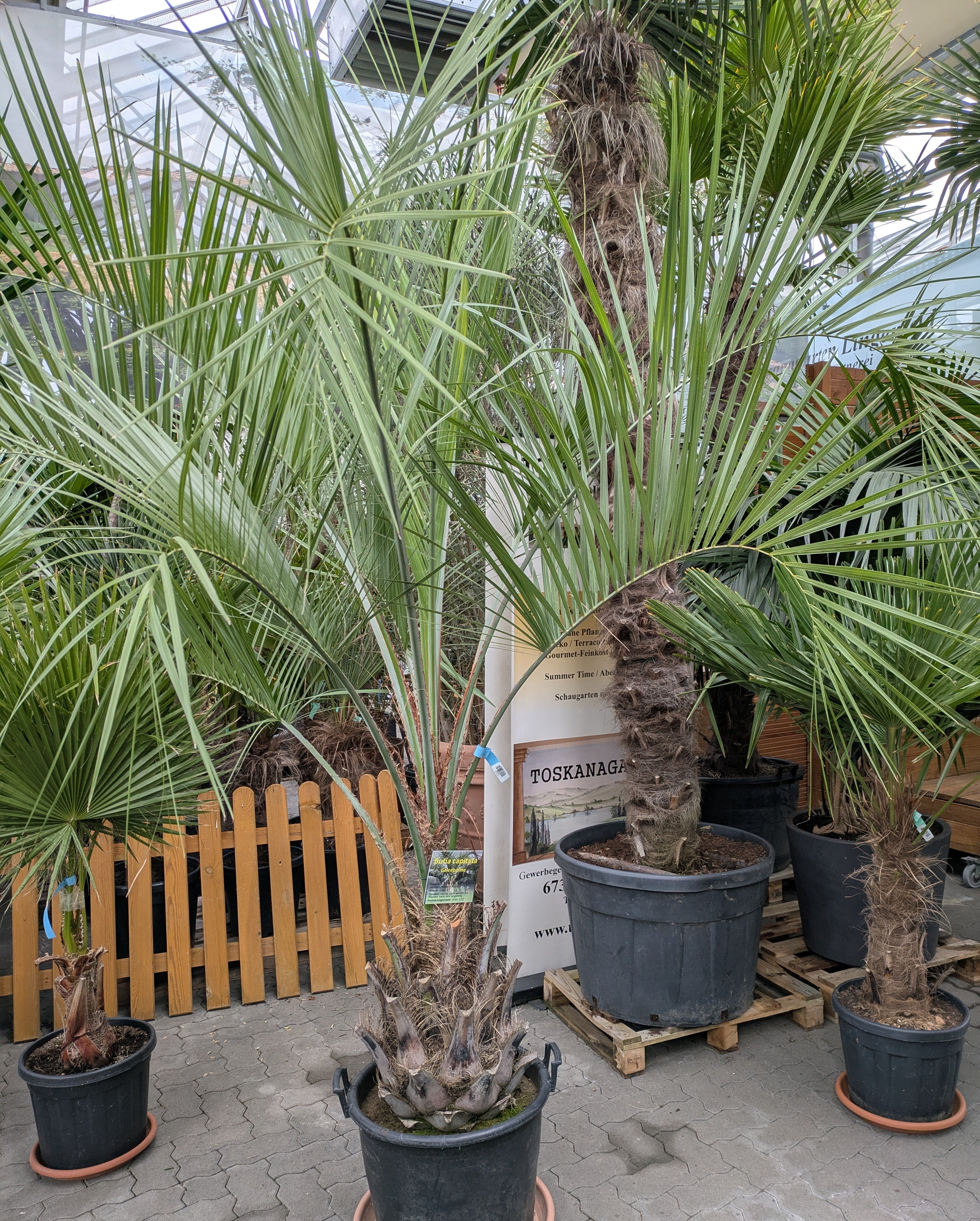 Butia capitata 300cm