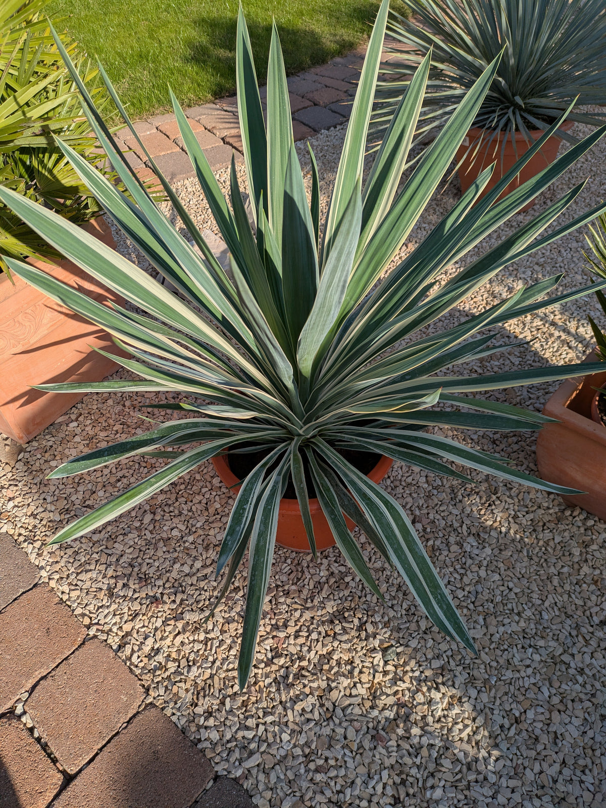 Yucca variegata 90 cm von oben