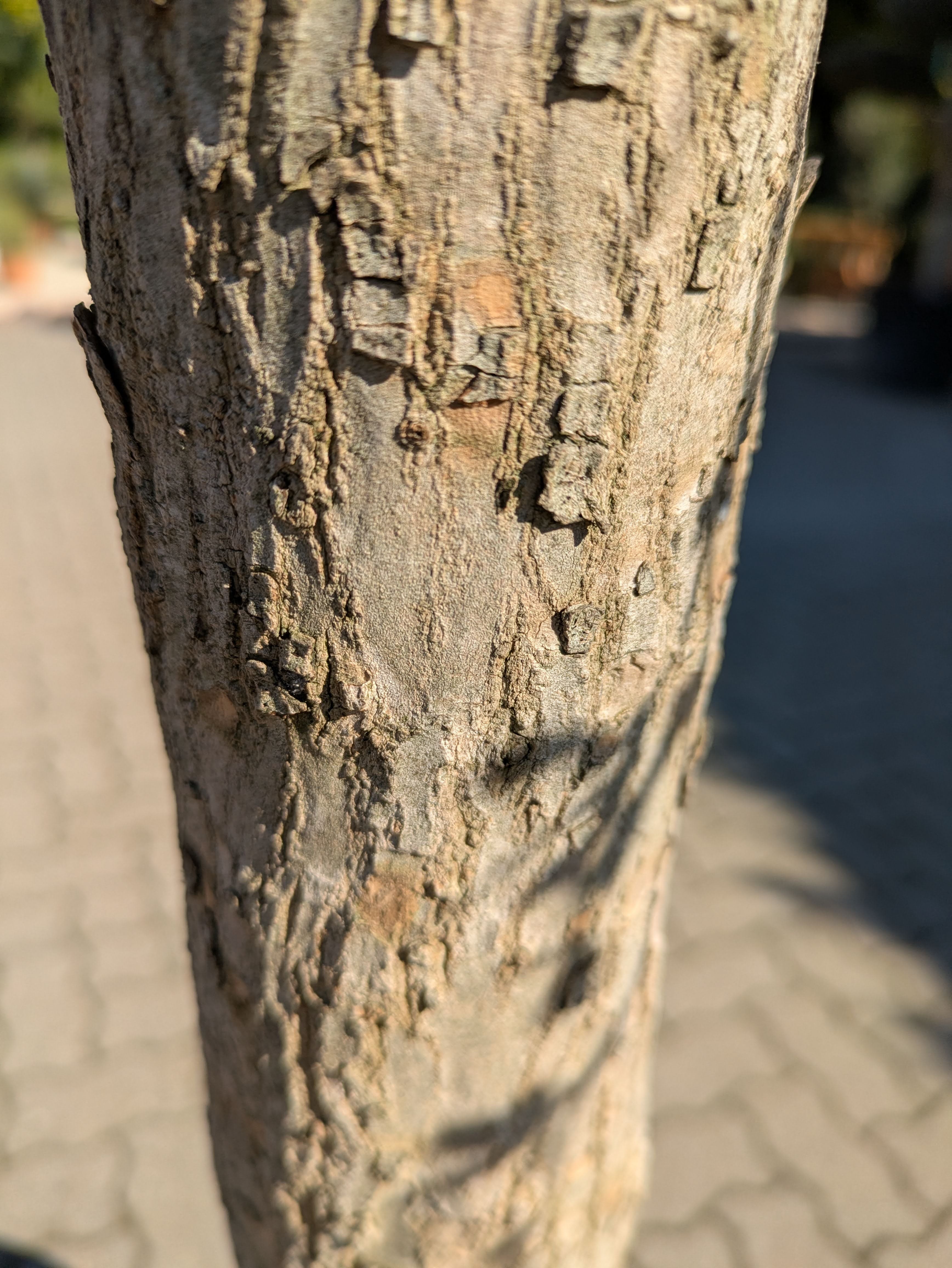 Granatapfebaum Stamm 25 Jahre alt