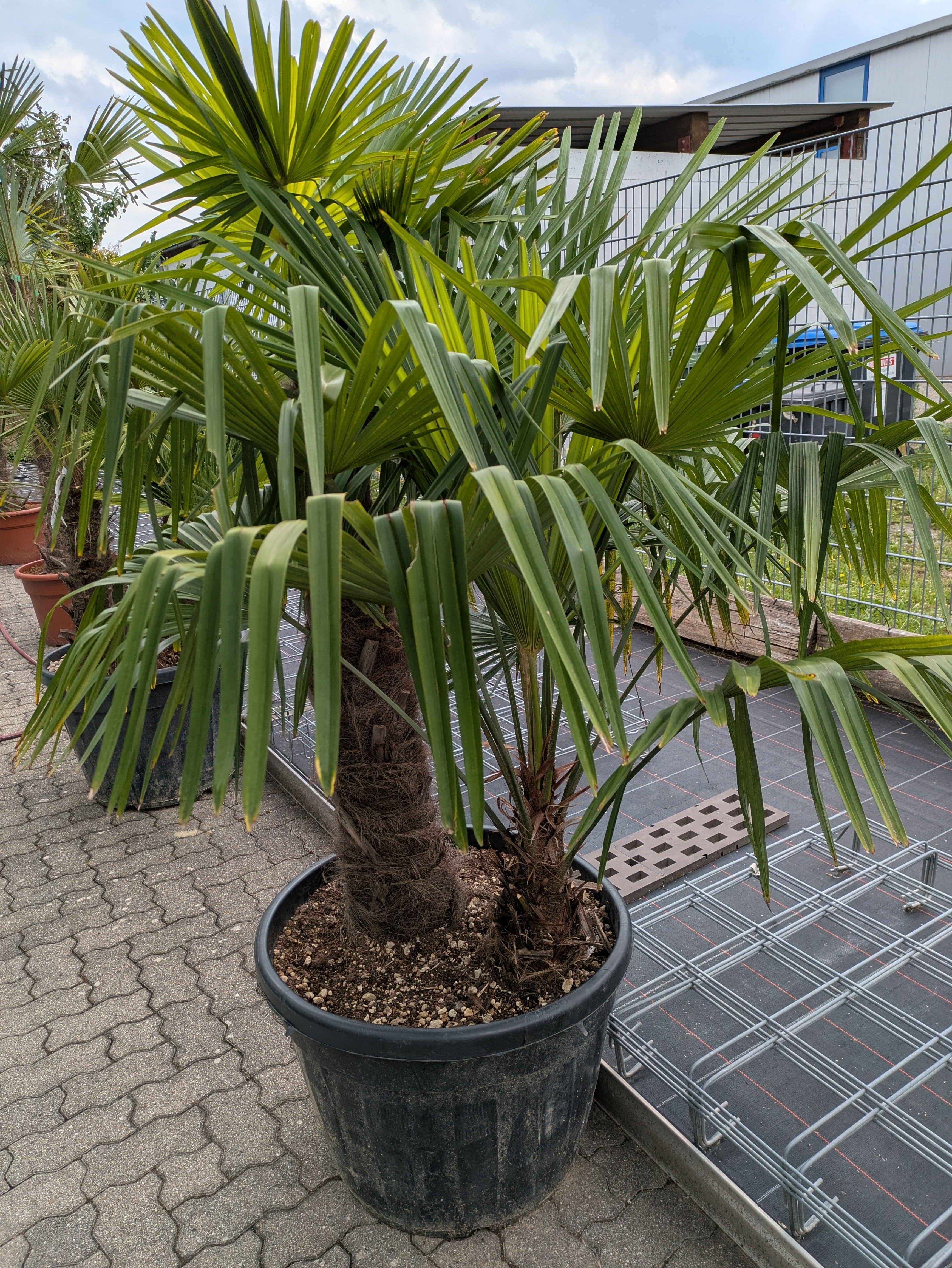 2 Stämmige Trachycarpus fortunei