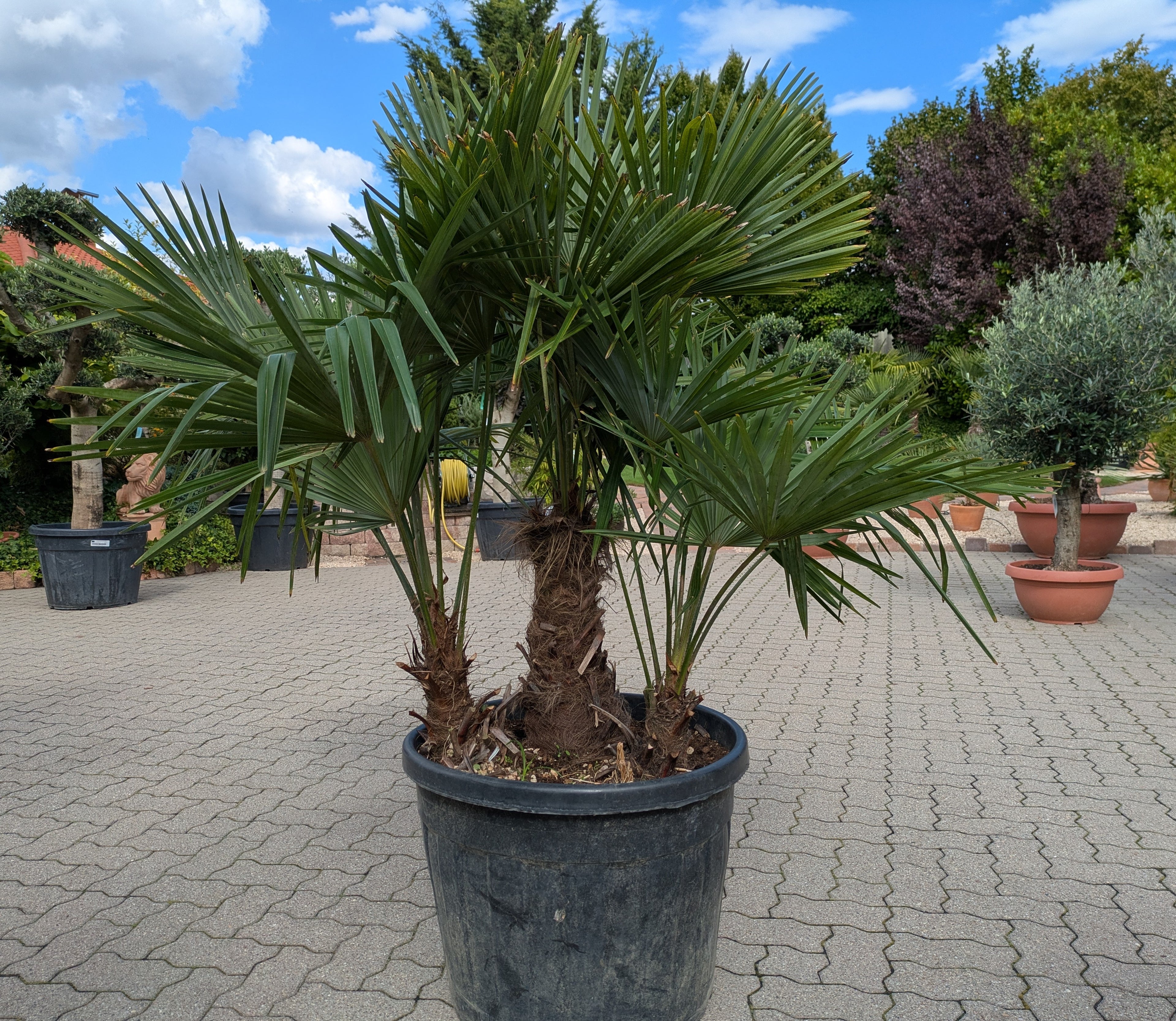 3 stämmige Hanfpalme