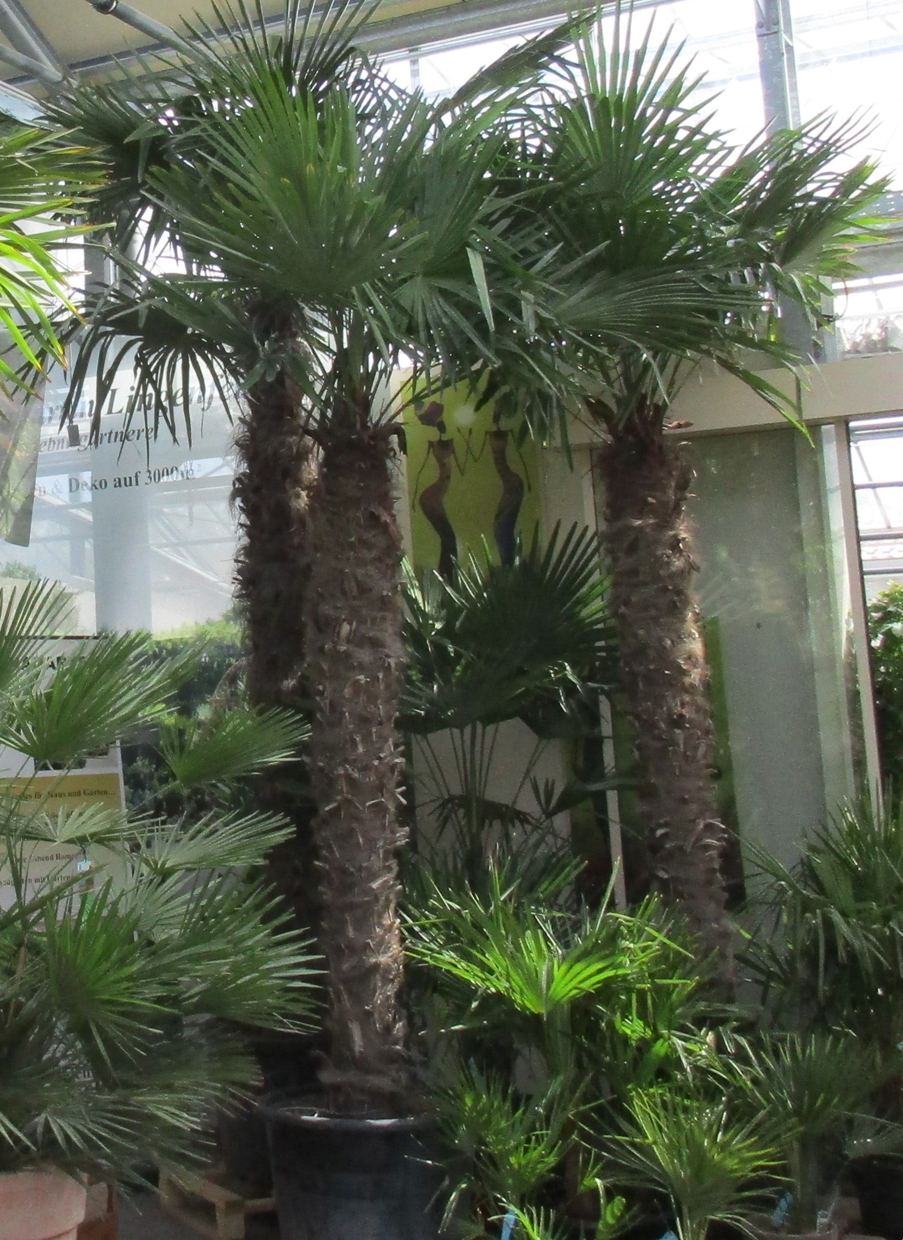 Hanfpalme 400cm