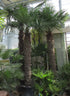 Hanfpalme 400cm