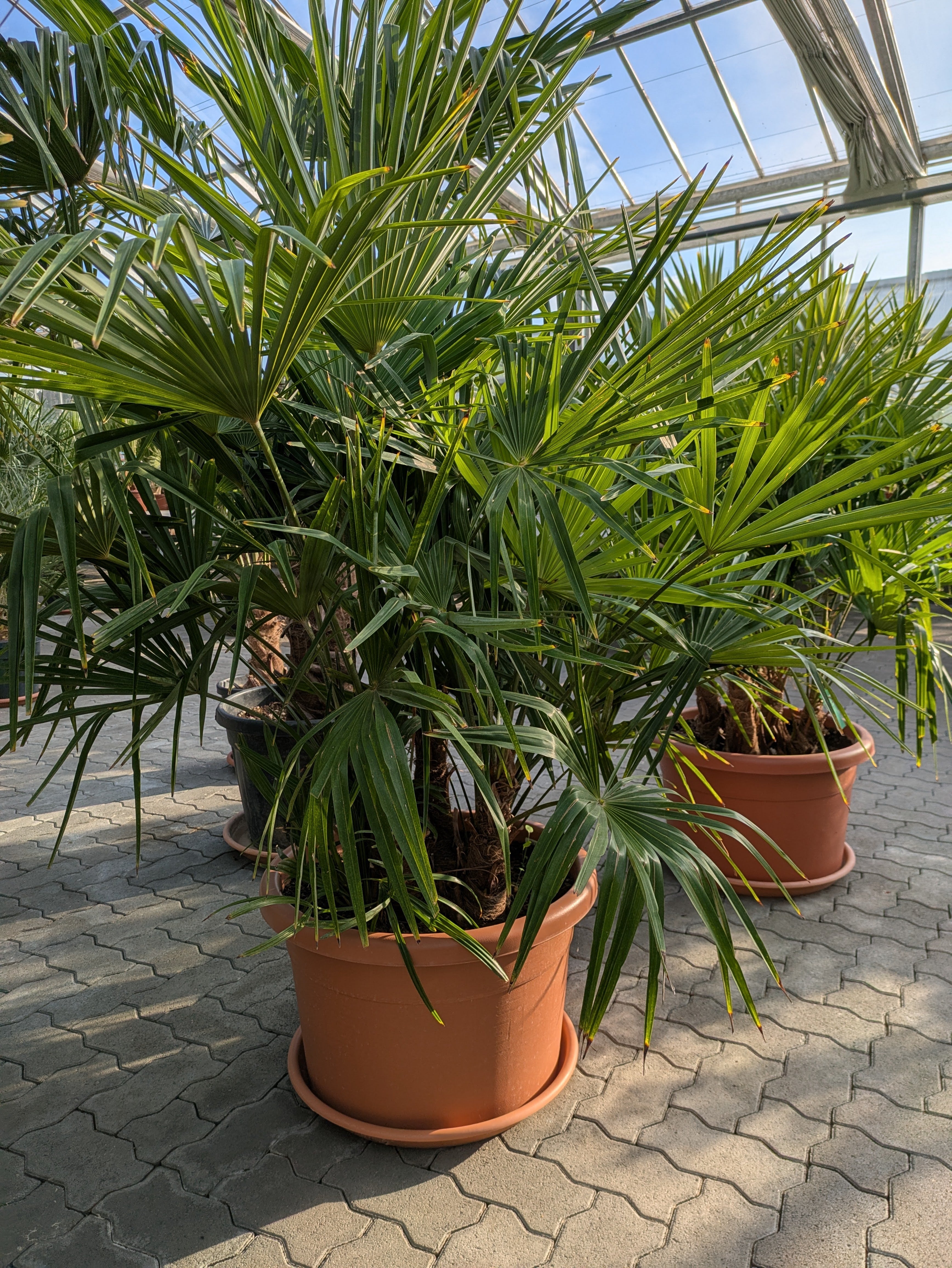 mehrstämmige Hanfpalme im Toskanagarten