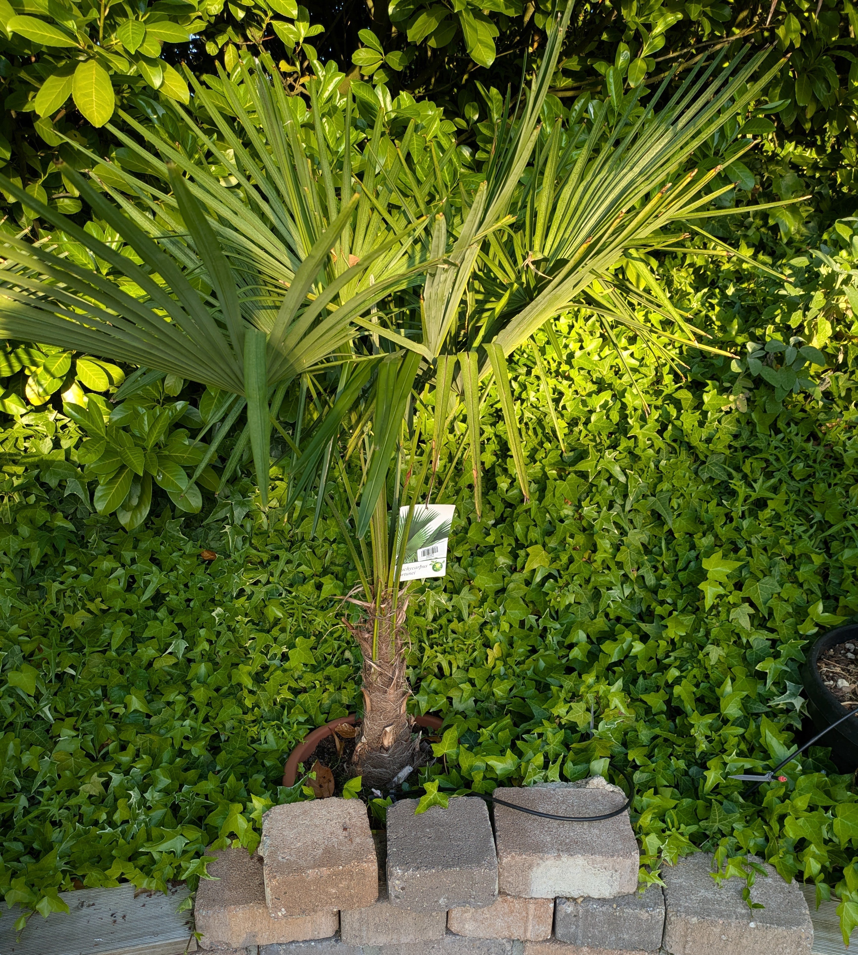 Hanfpalme 150 cm im Toskanagarten/ Schaugarten
