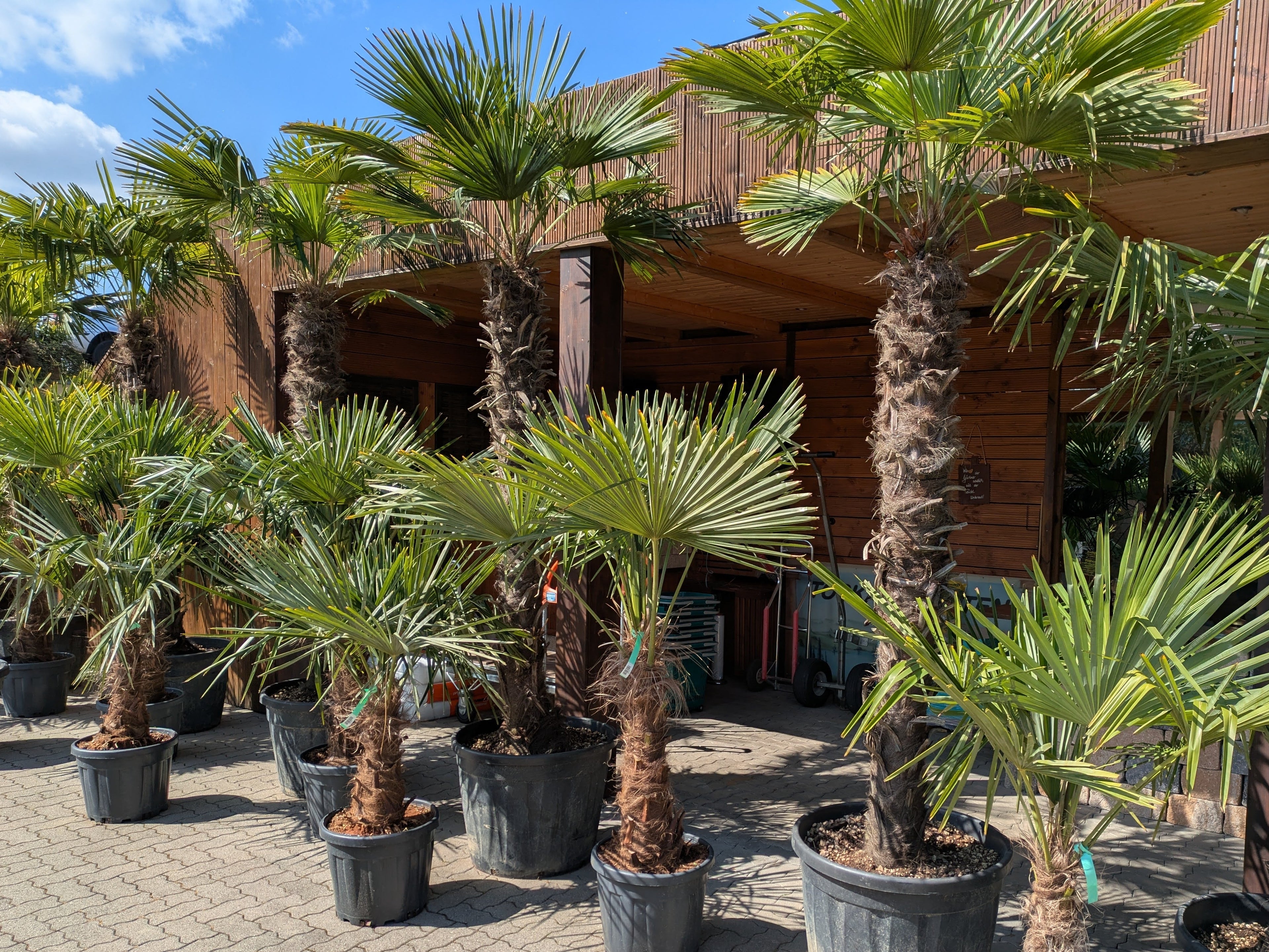 Gruppe Trachycarpus fotunei 200cm Stamm mit kleineren Hanfpalmen