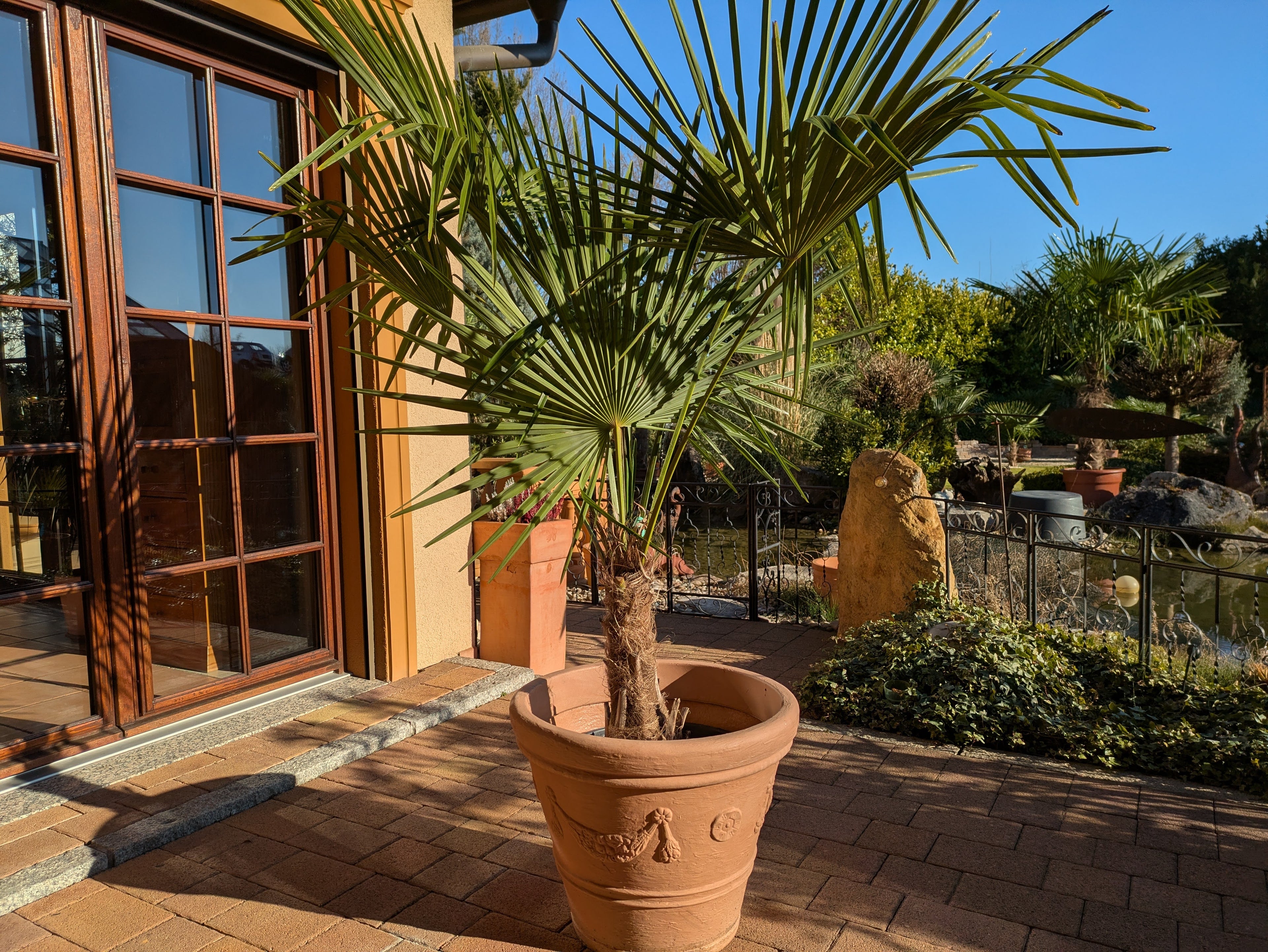 Hanfpalme 200 cm im Toskanagarten