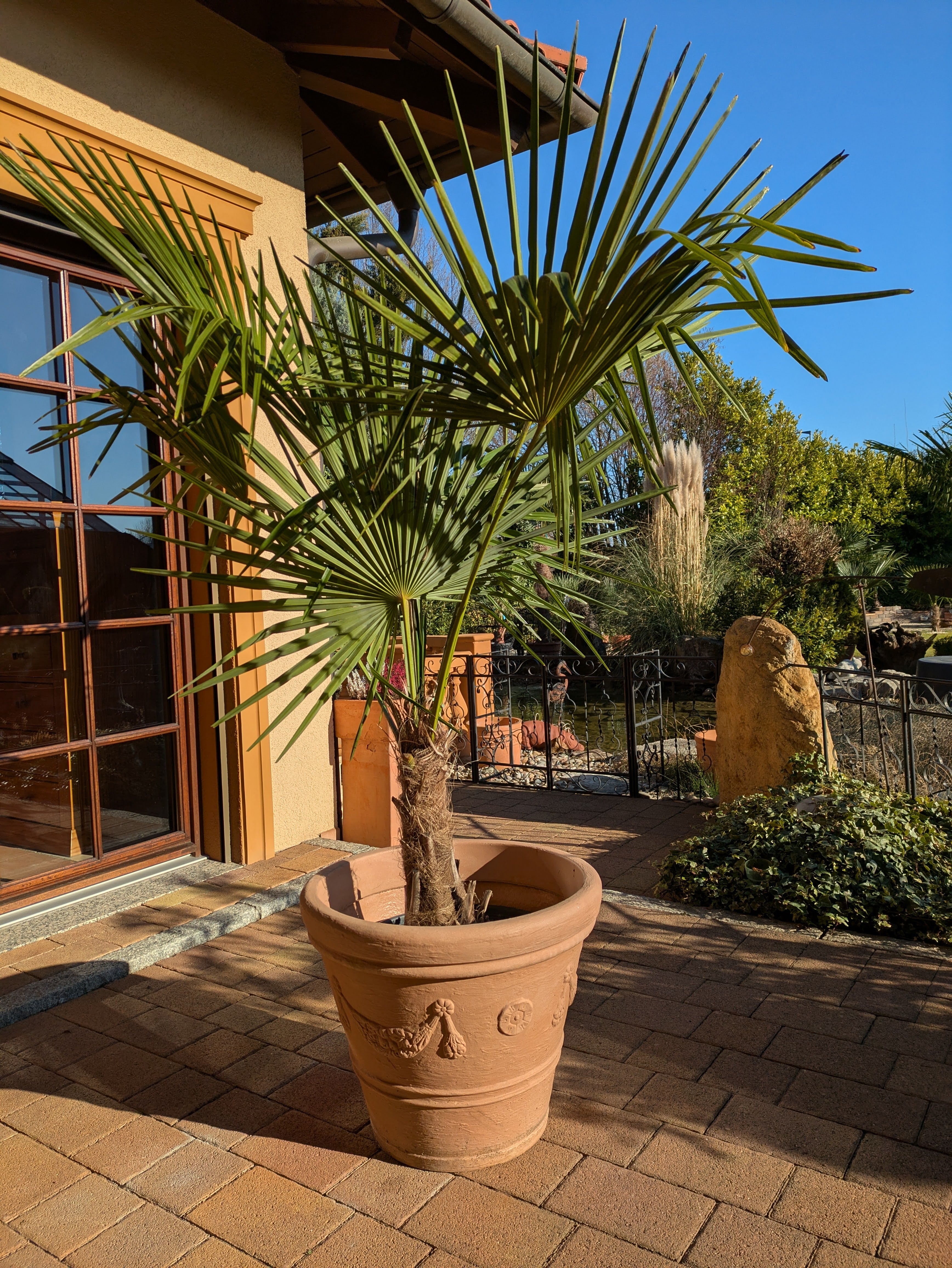 Hanfpalme 200 cm im Toskanagarten/ Pfalz