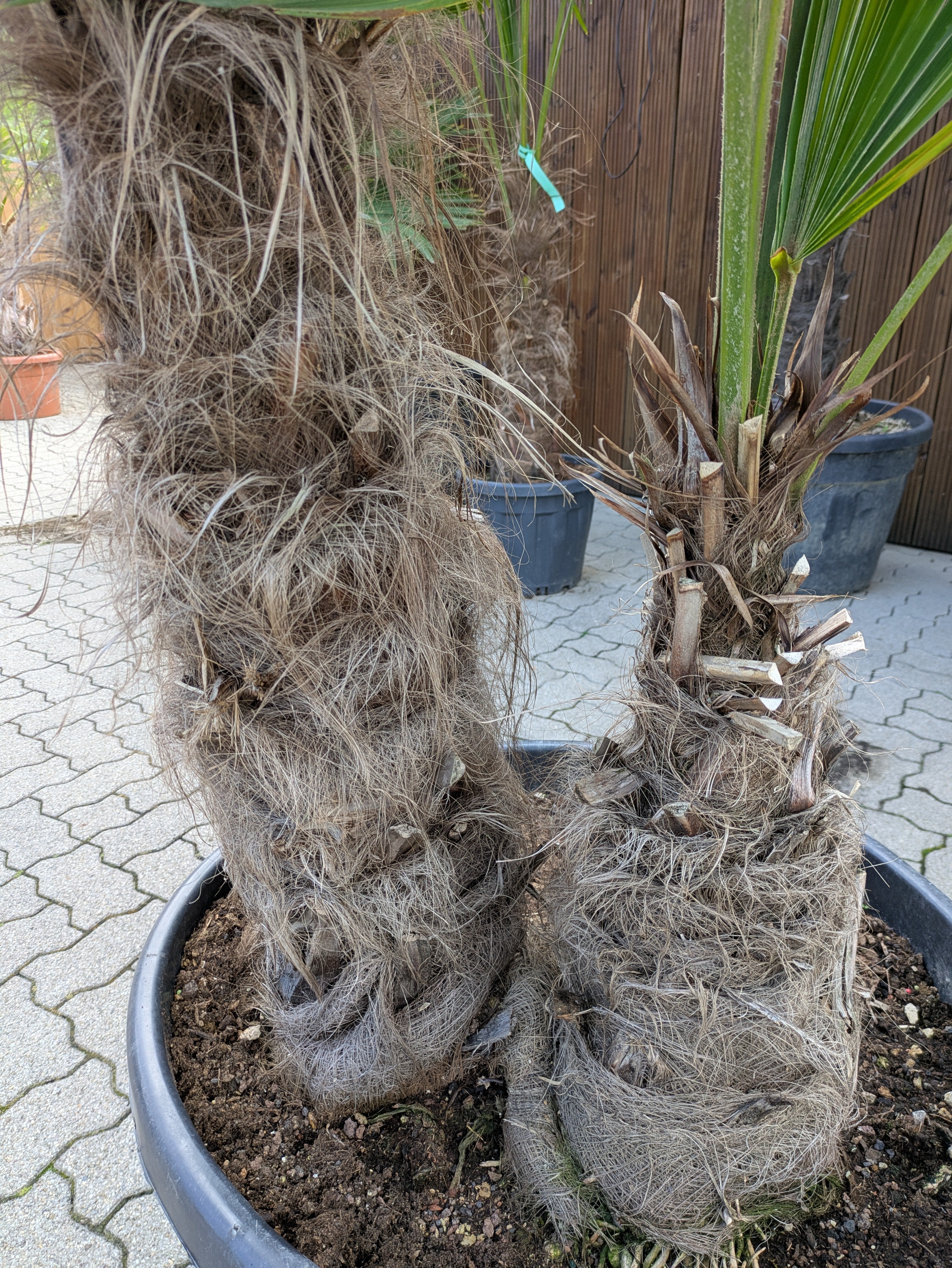 Sämme von der 2 stämmigen Hanfpalme