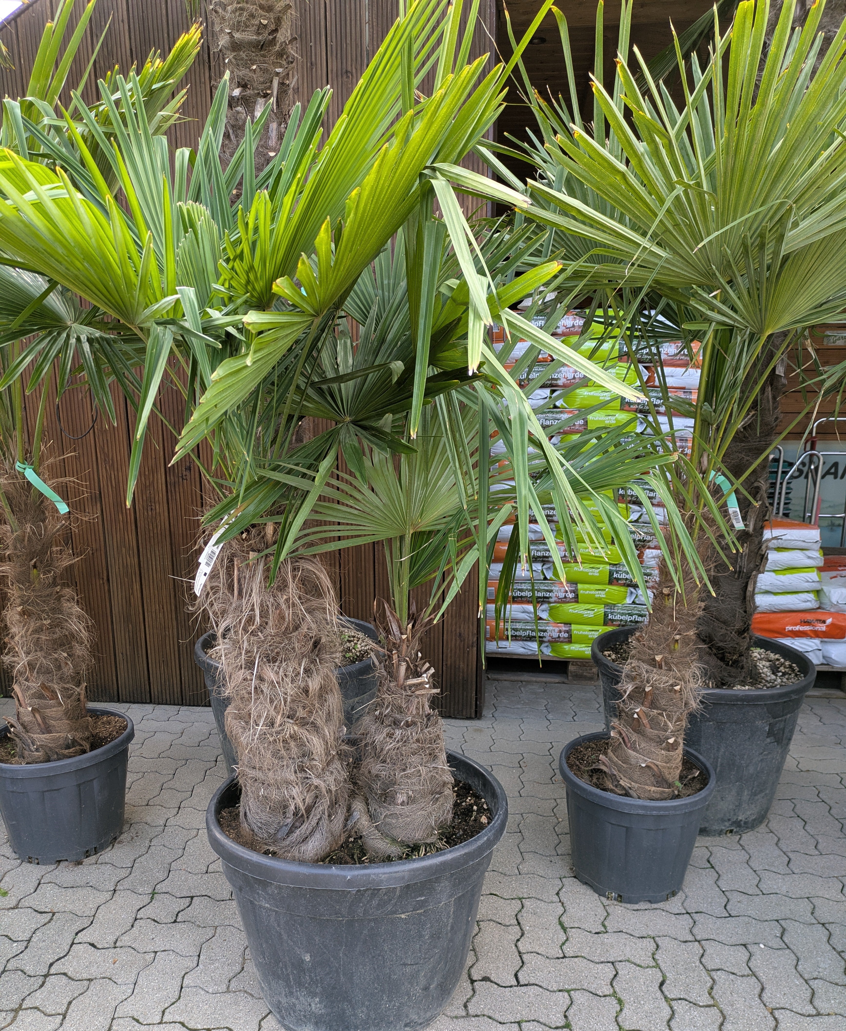 Trachycarpus Hanfpalme mit 2 Tämmen im Topf im Toskanagarten Lingenfeld