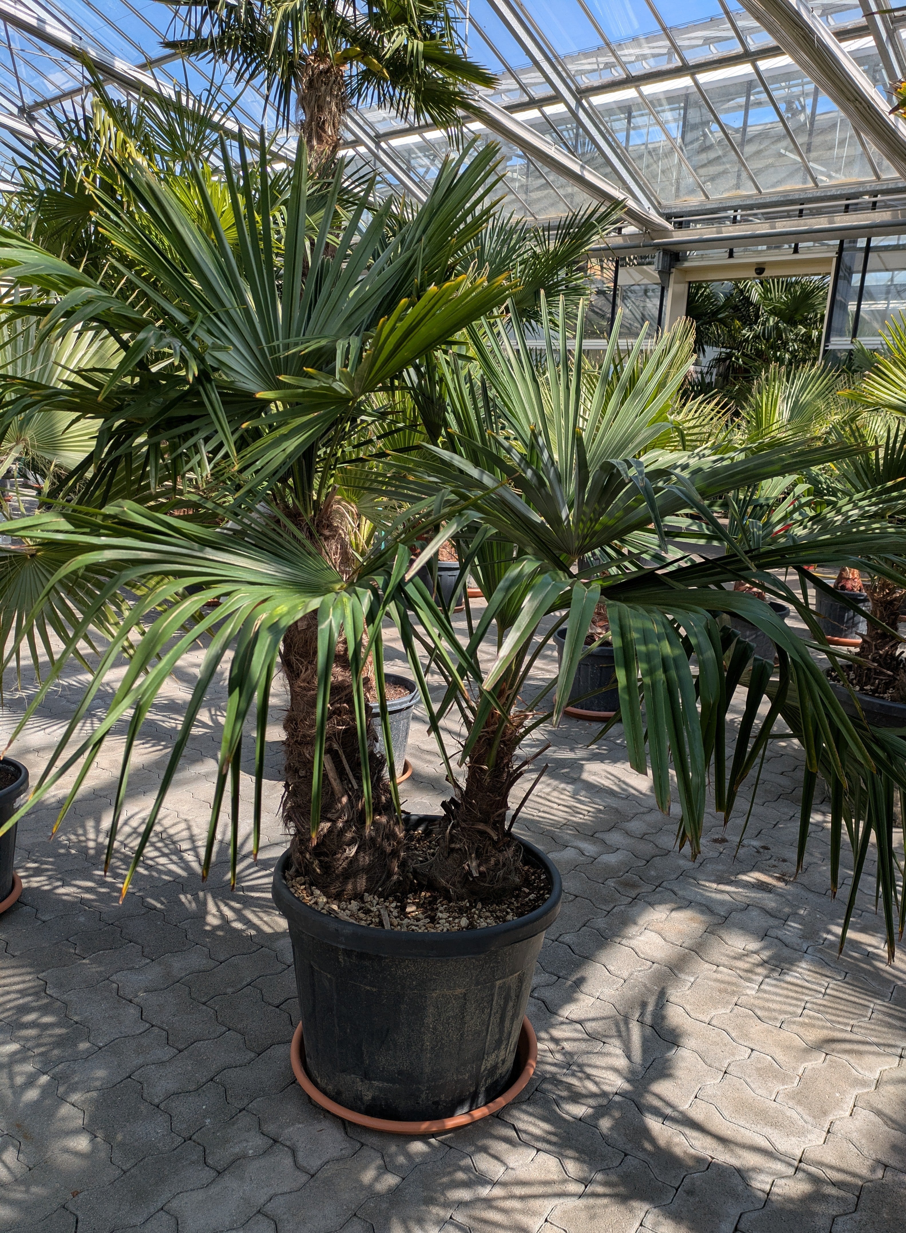 Hanfpalme 2 Stamm 40 - 80 in der Gärtnerei