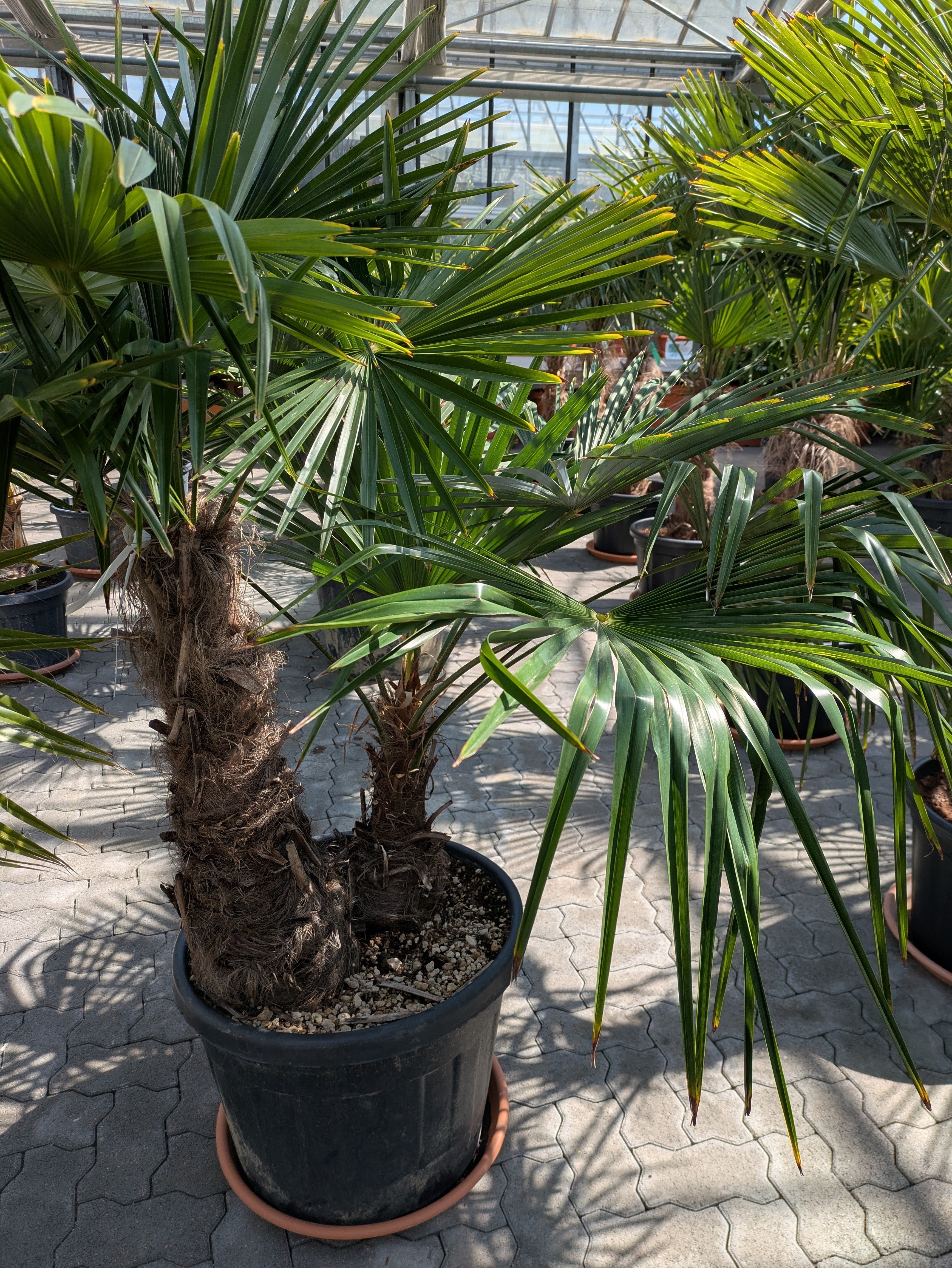 Hanfpalme 2 Stamm 40 - 80 cm Stamm