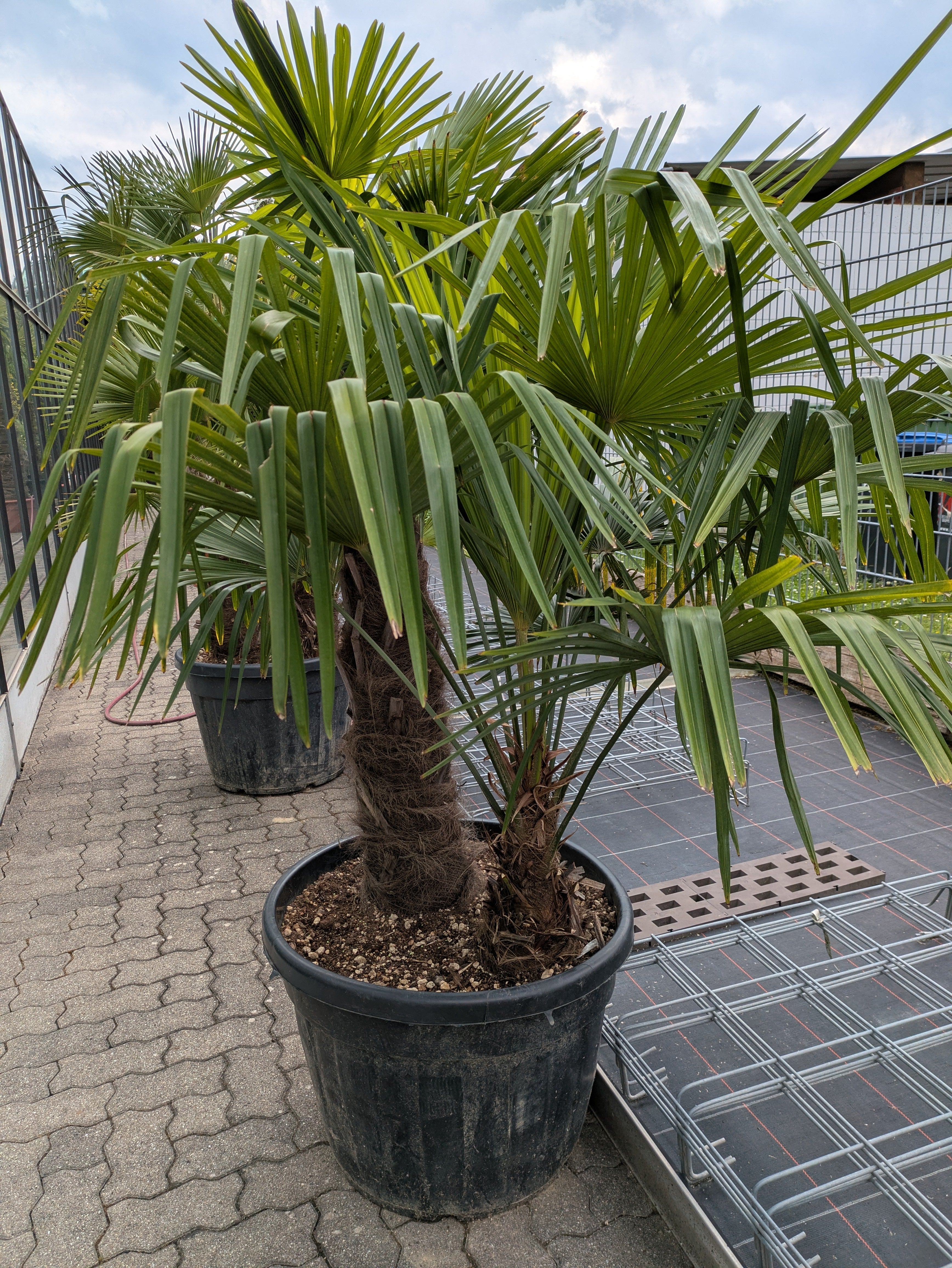 2 Stämmige Trachycarpus fortunei im Toskanagarten