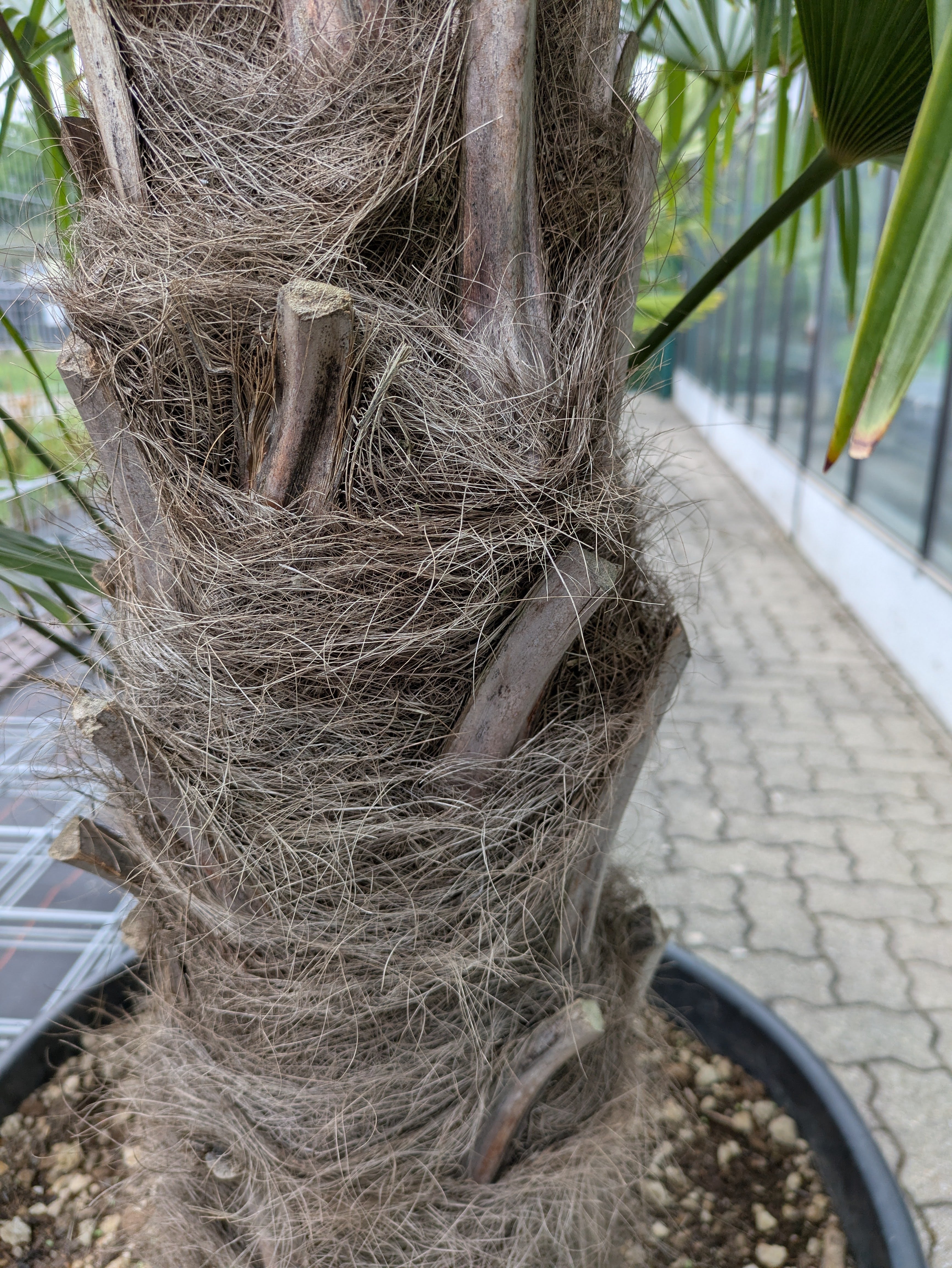 Stamm einer 2 Stämmige Trachycarpus fortunei