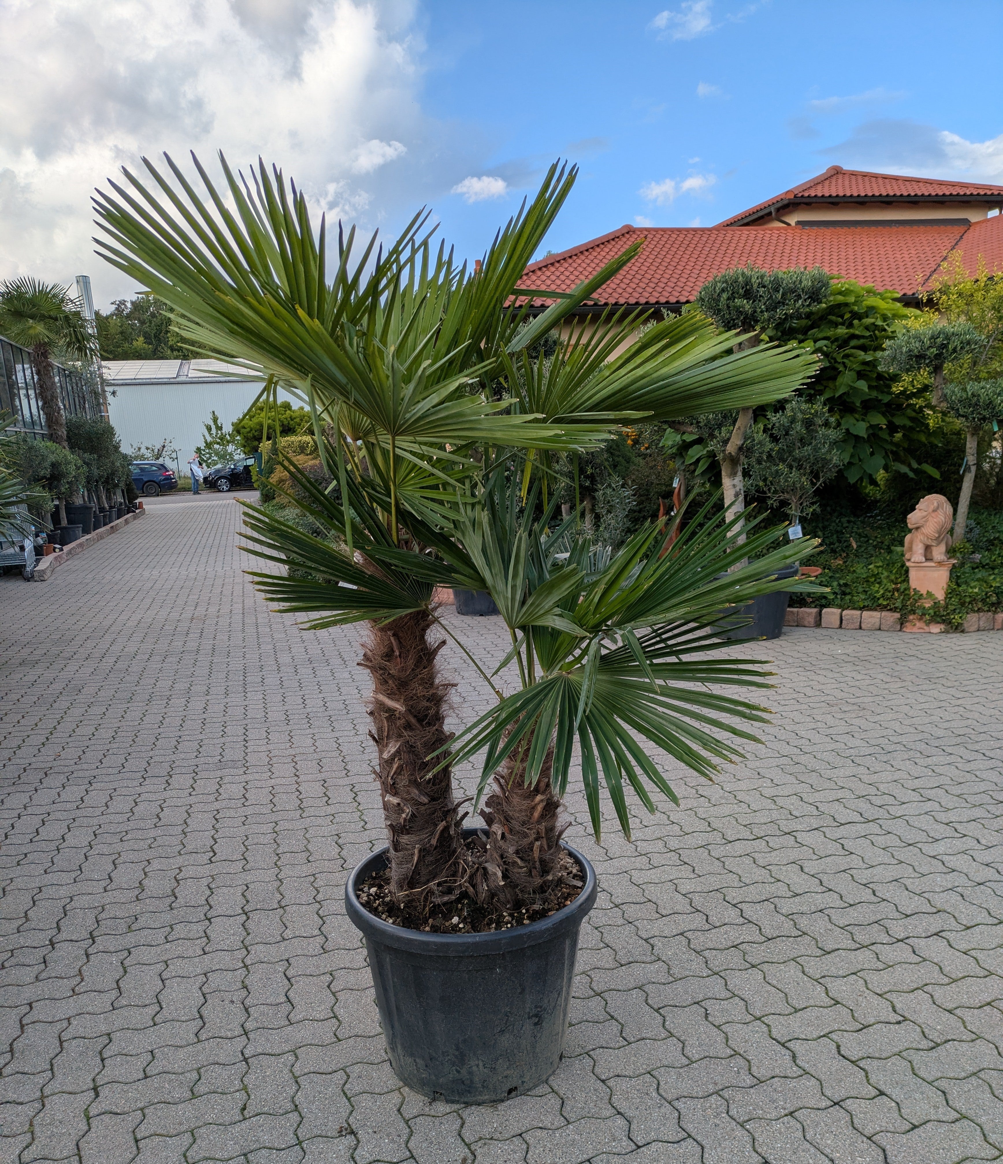 Hanfpalme Trachycarpus fortunei mit 2 Stämmen im Toskanagarten