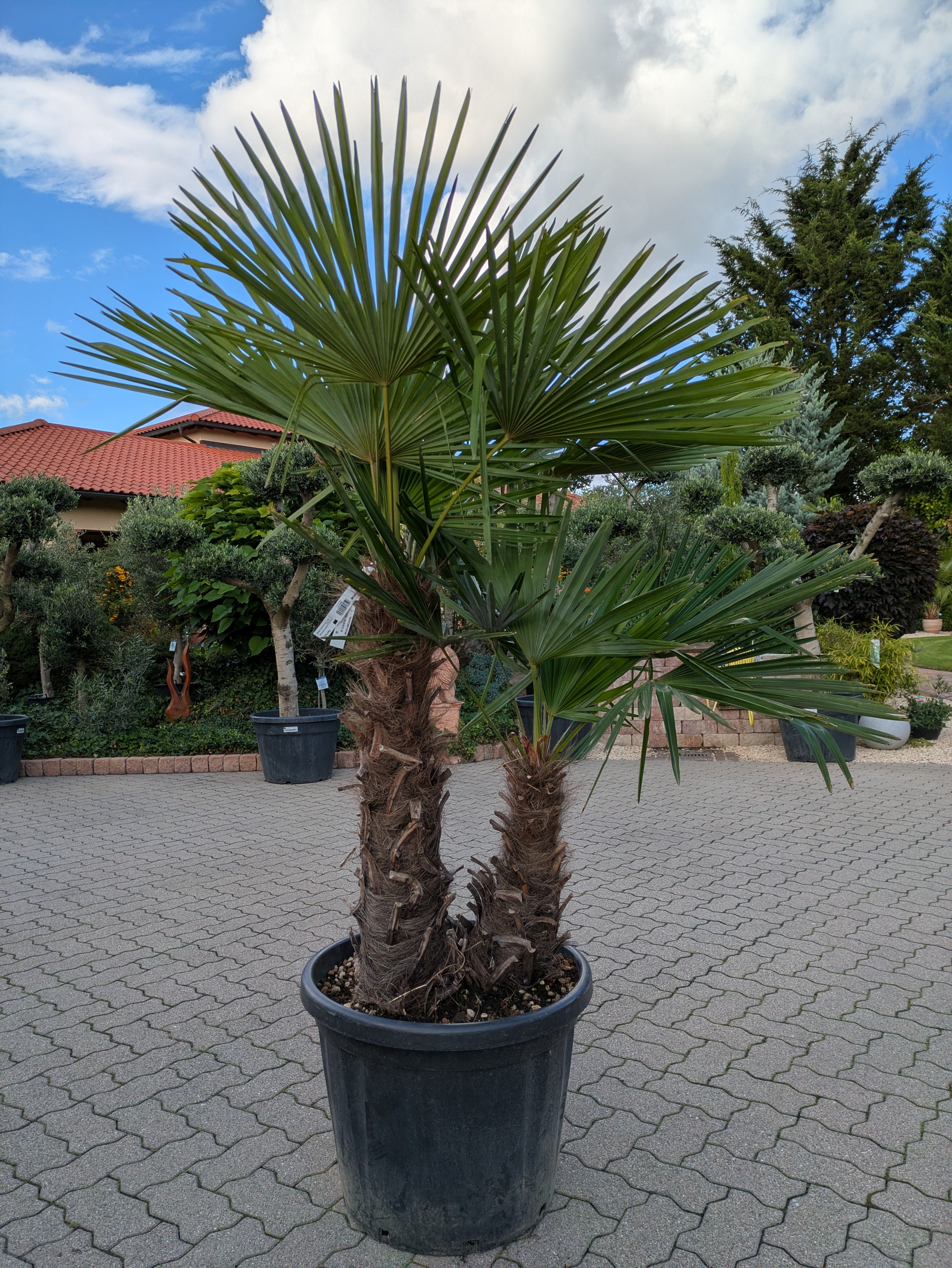 Hanfpalme Trachycarpus fortunei mit 2 Stämmen im Garten om Toskanagarten Lingenfeld