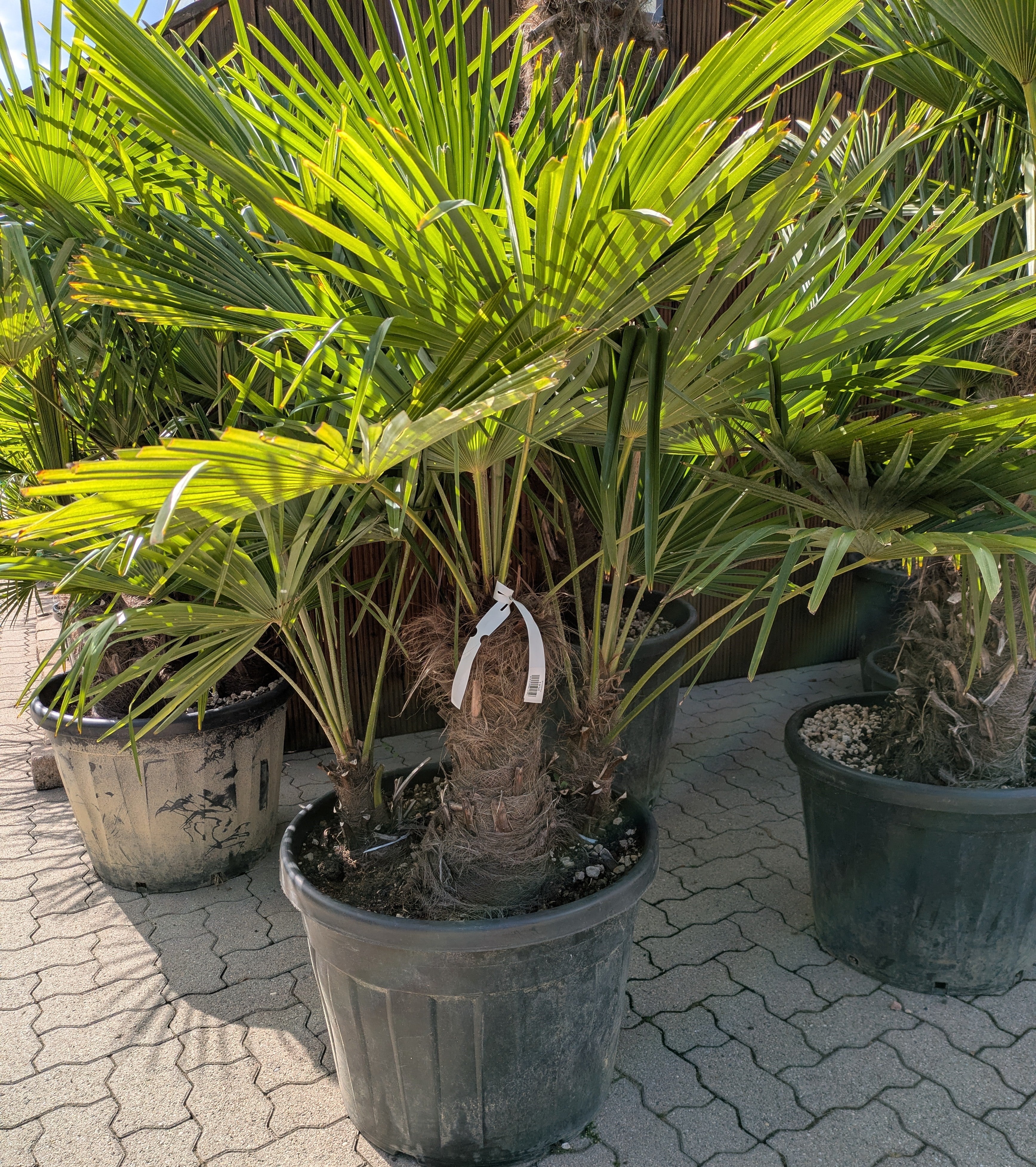 3 stämmige Hanfpalme im Toskanagarten Lingenfeld