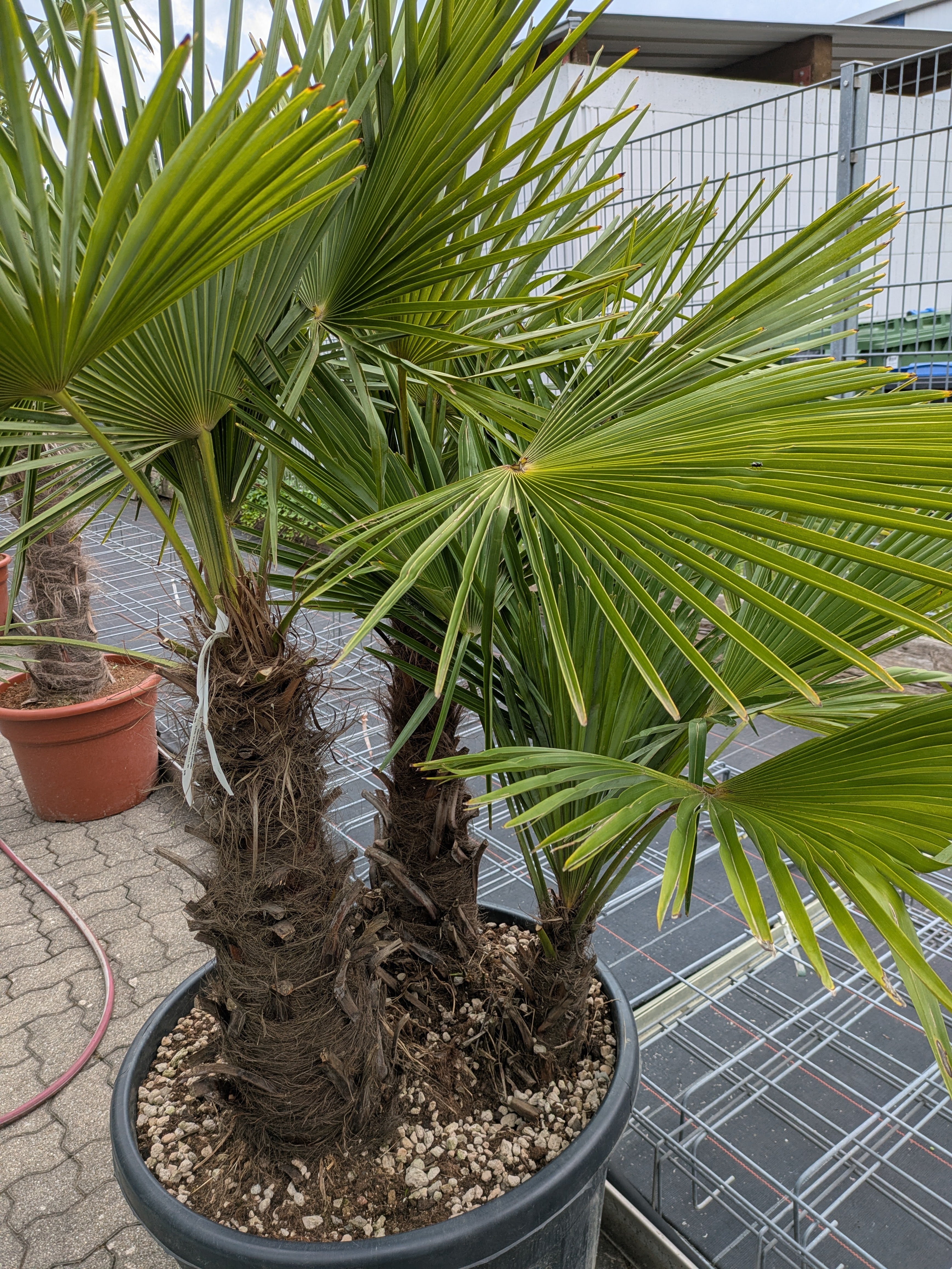 3 stämige Hanfpalme us der Pfalz
