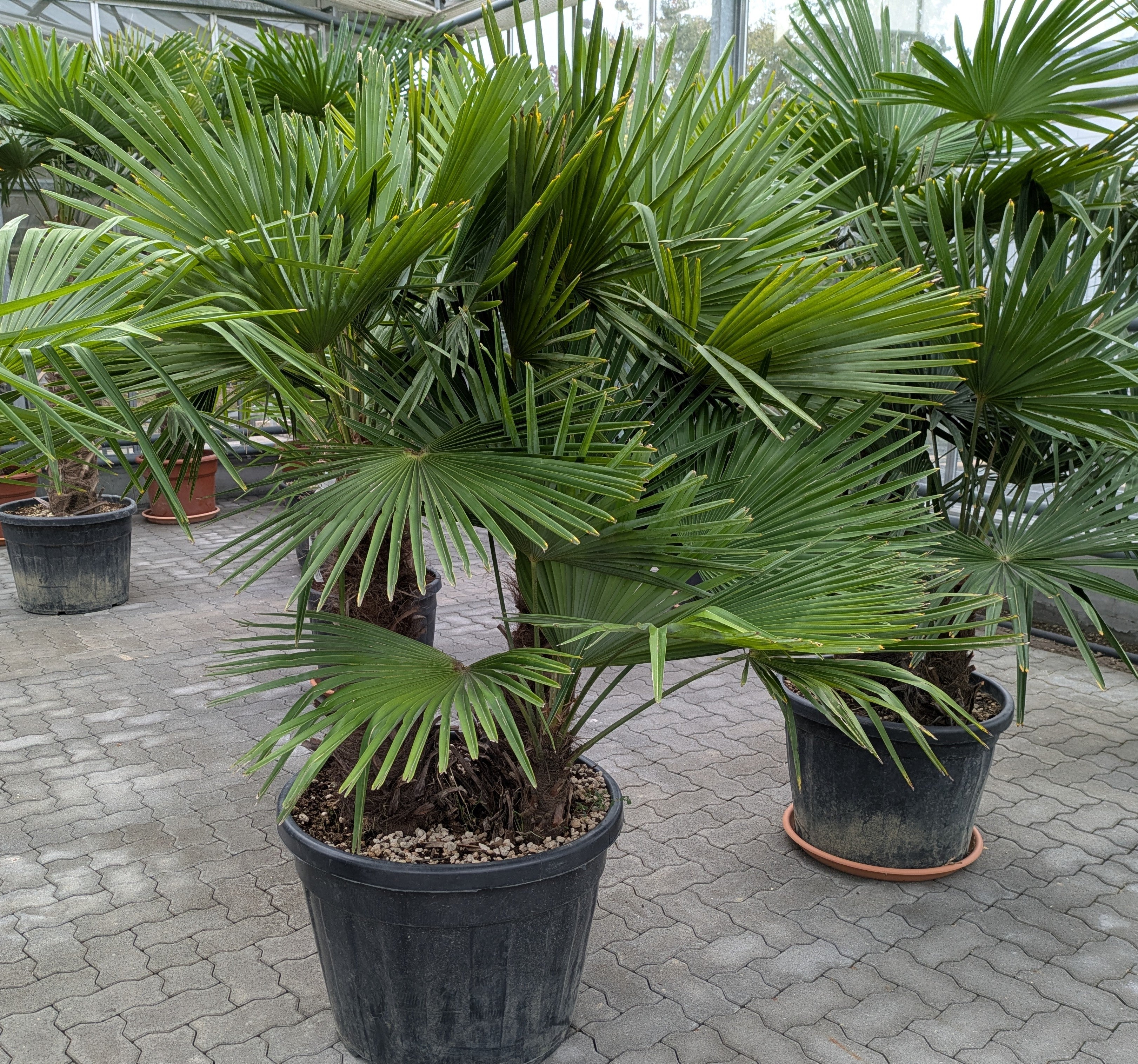 3 stämmige Hanfpalme 200cm in Lingenfeld Pfalz