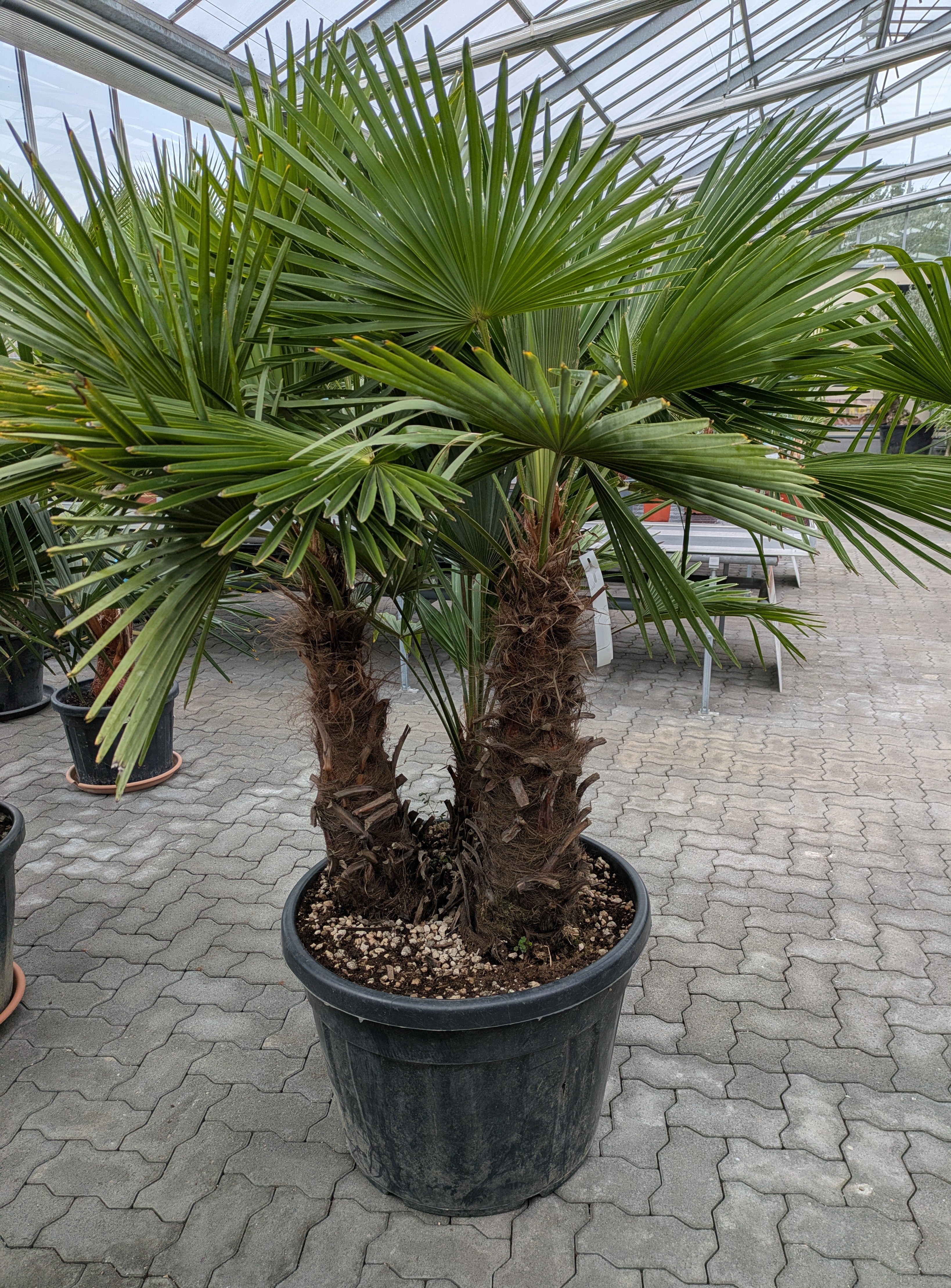 3 stämmige Hanfpalme 200cm Gärtnerei Scherer/ Toskanagarten