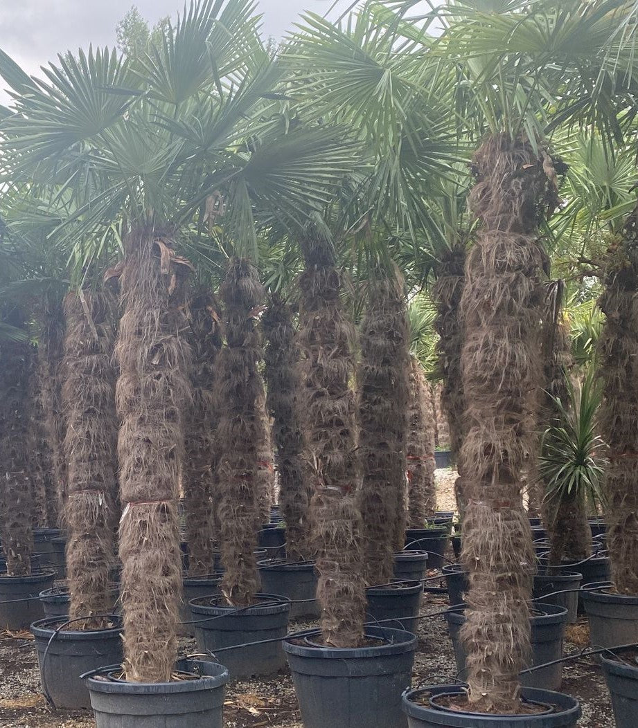 Trachycarpus fortunei XXL Toskanagarten