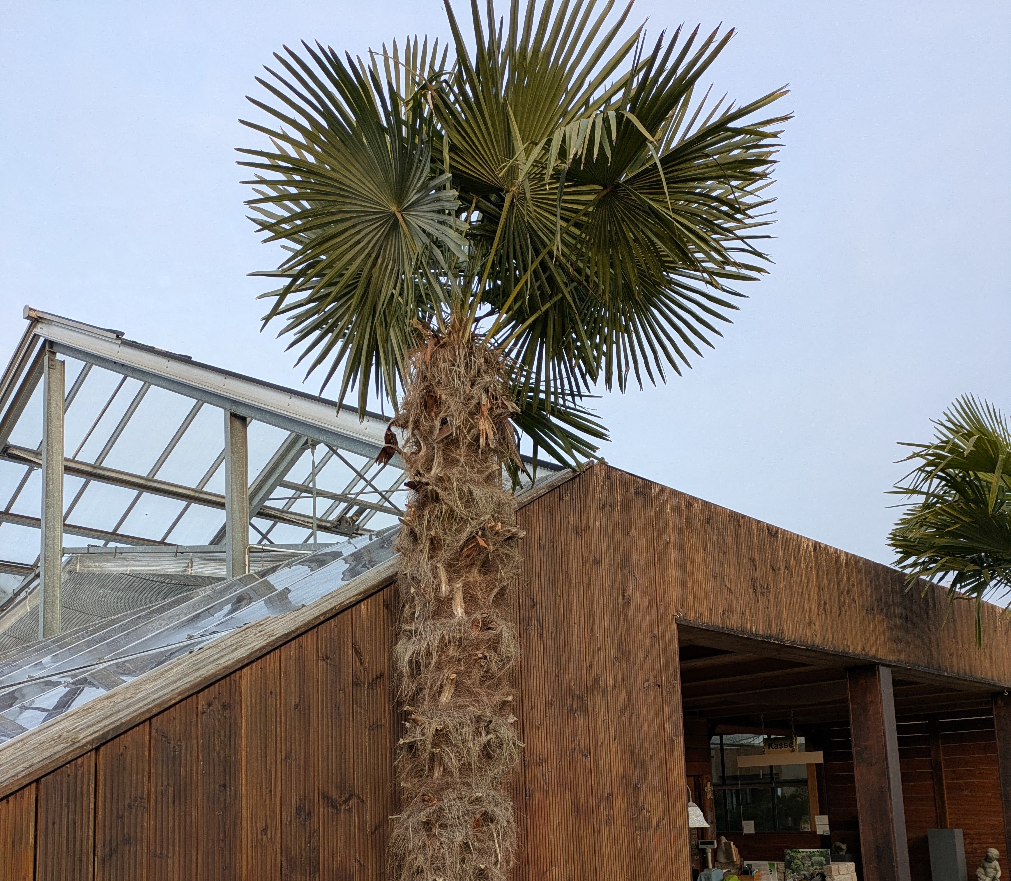 Hanfpalme XXL im Toskanagarten Lingenfeld