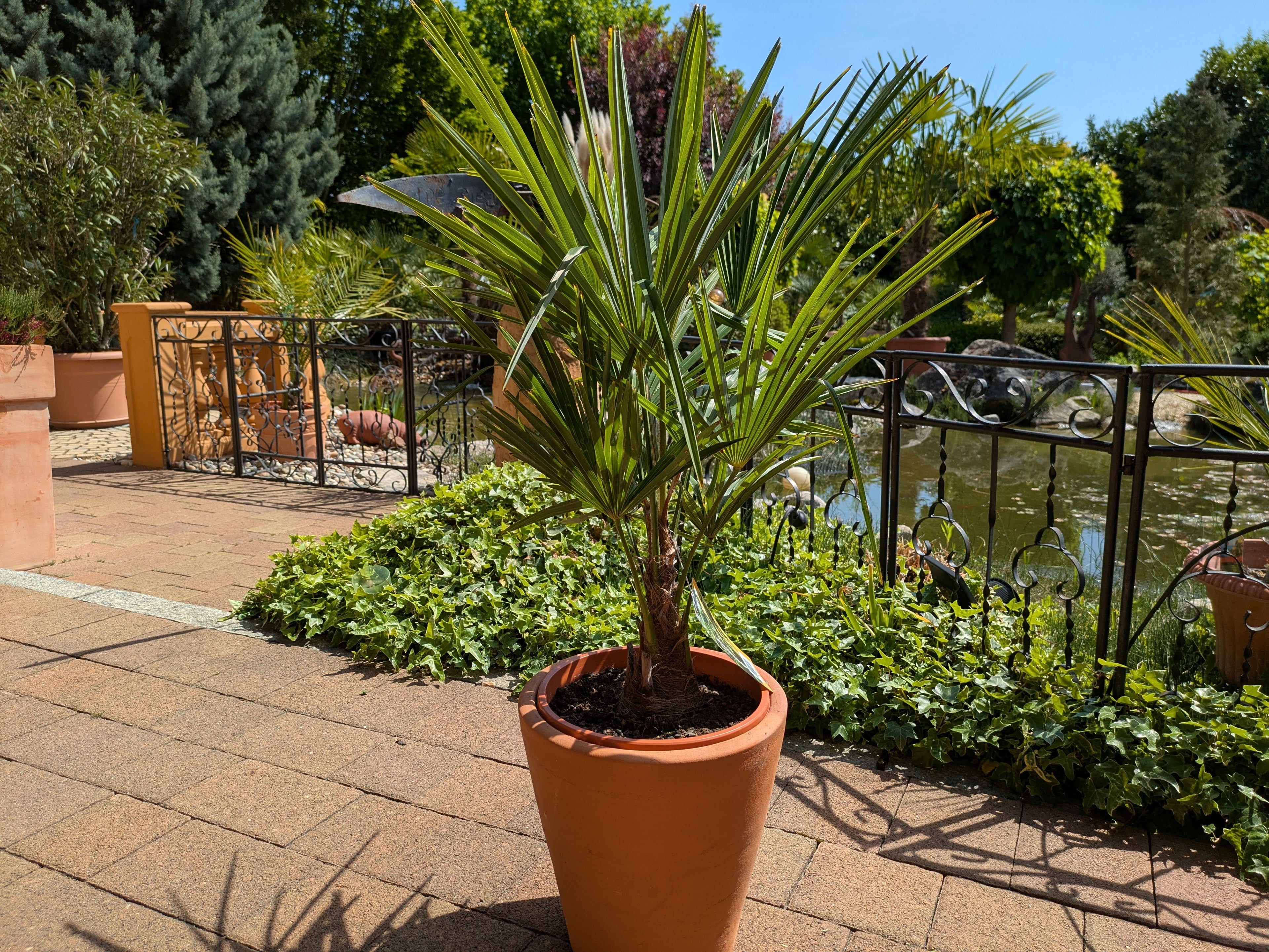 hanfpalme 100cm im Übertopf