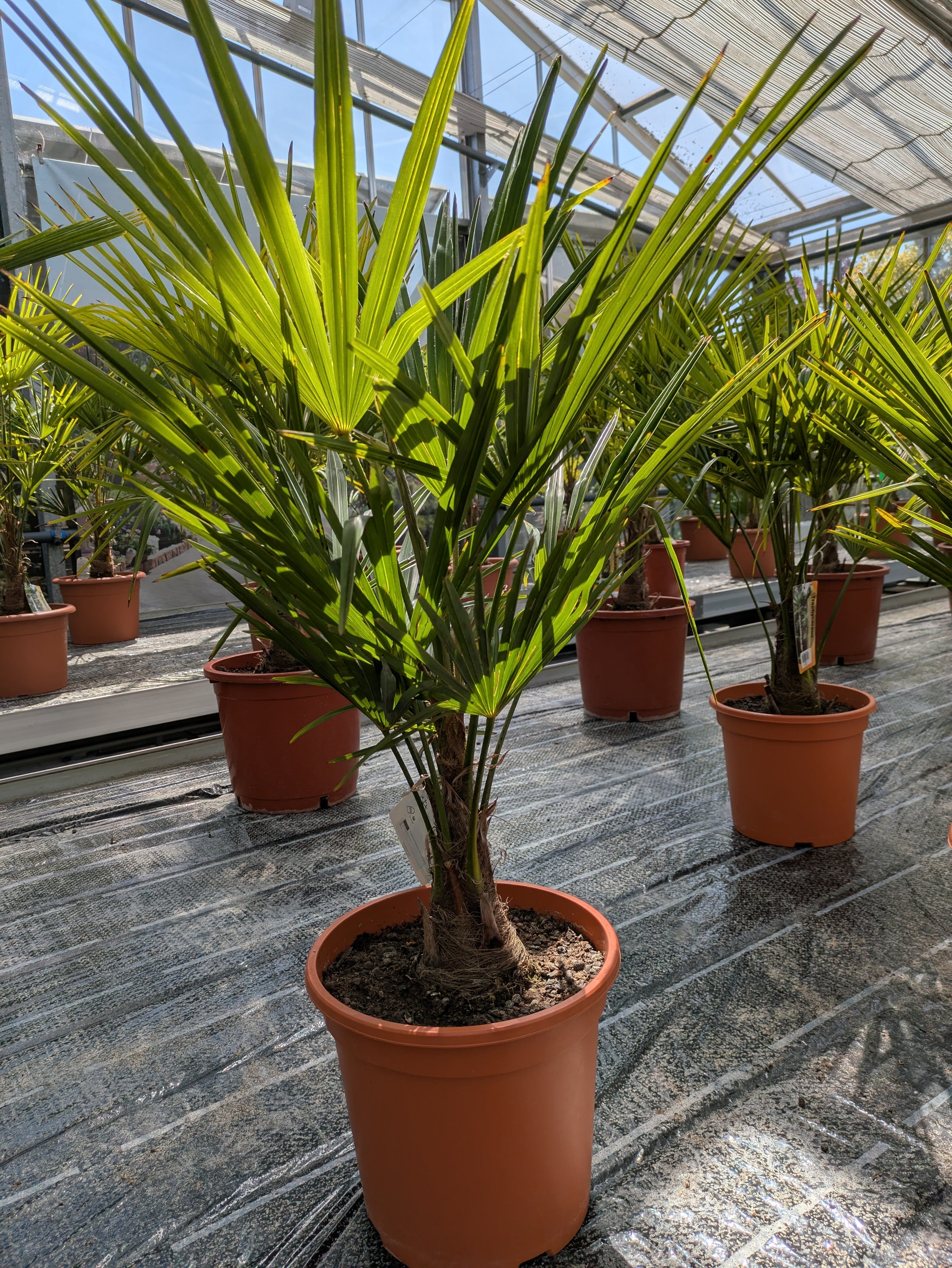 hanfpalme 100cm im Gewächshaus