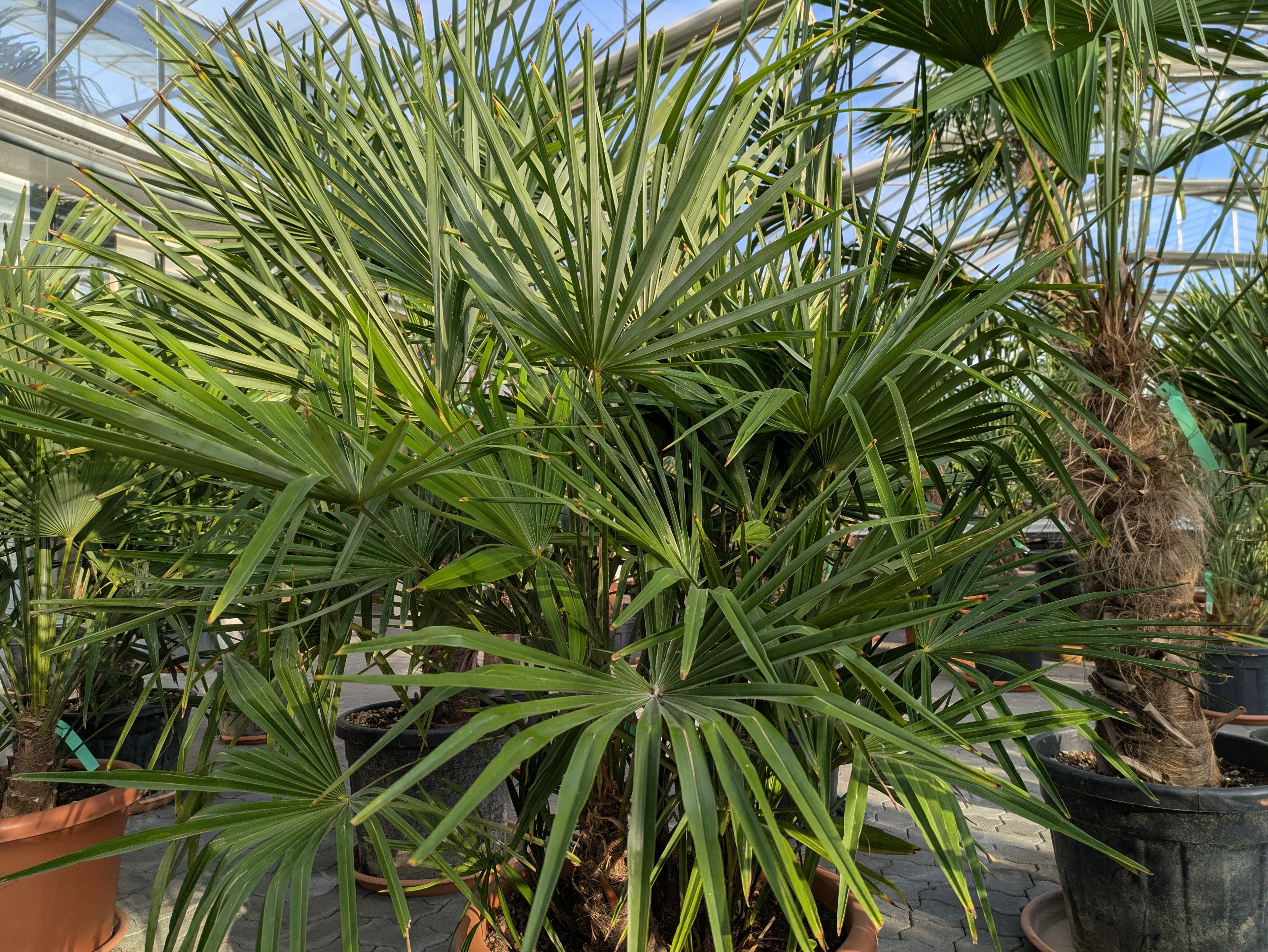 mehrstämmige Hanfpalme im Toskanagarten Lingenfeld