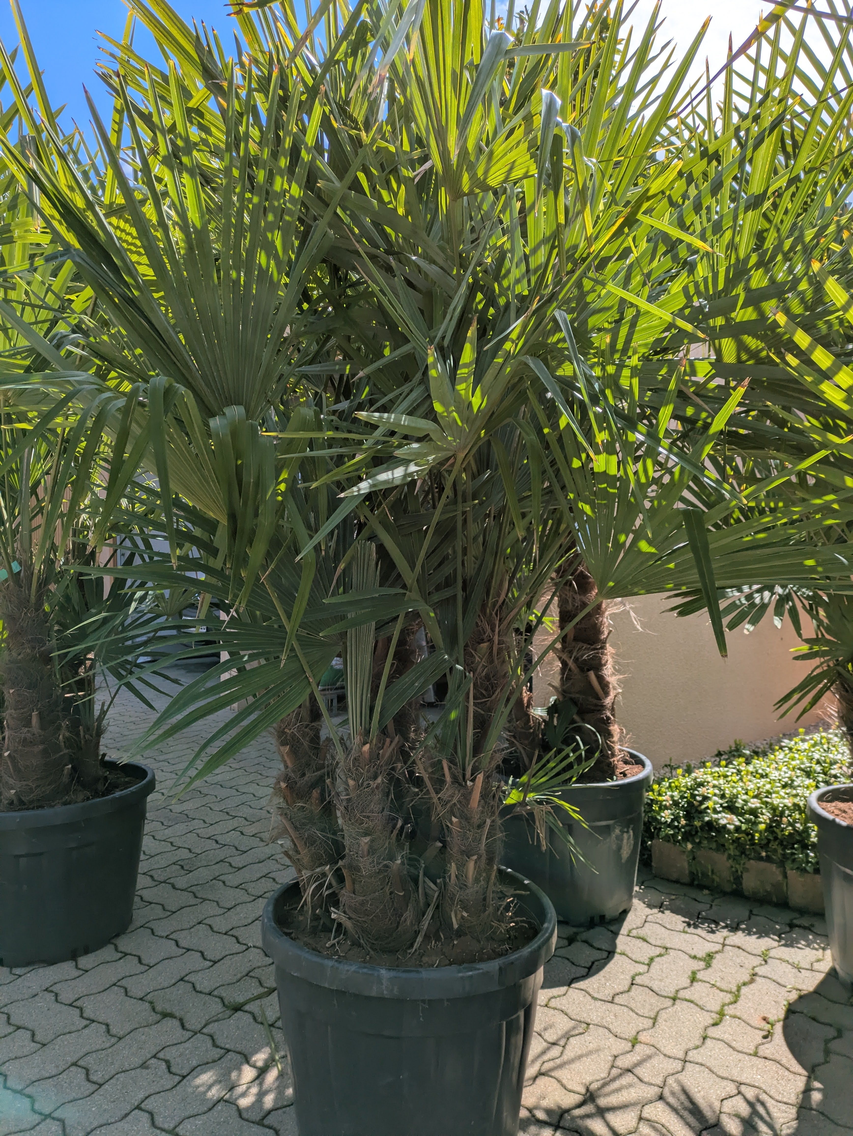 Hanfpalme 5 stämmig 225cm Höhe im Toskanagarten Lingenfeld