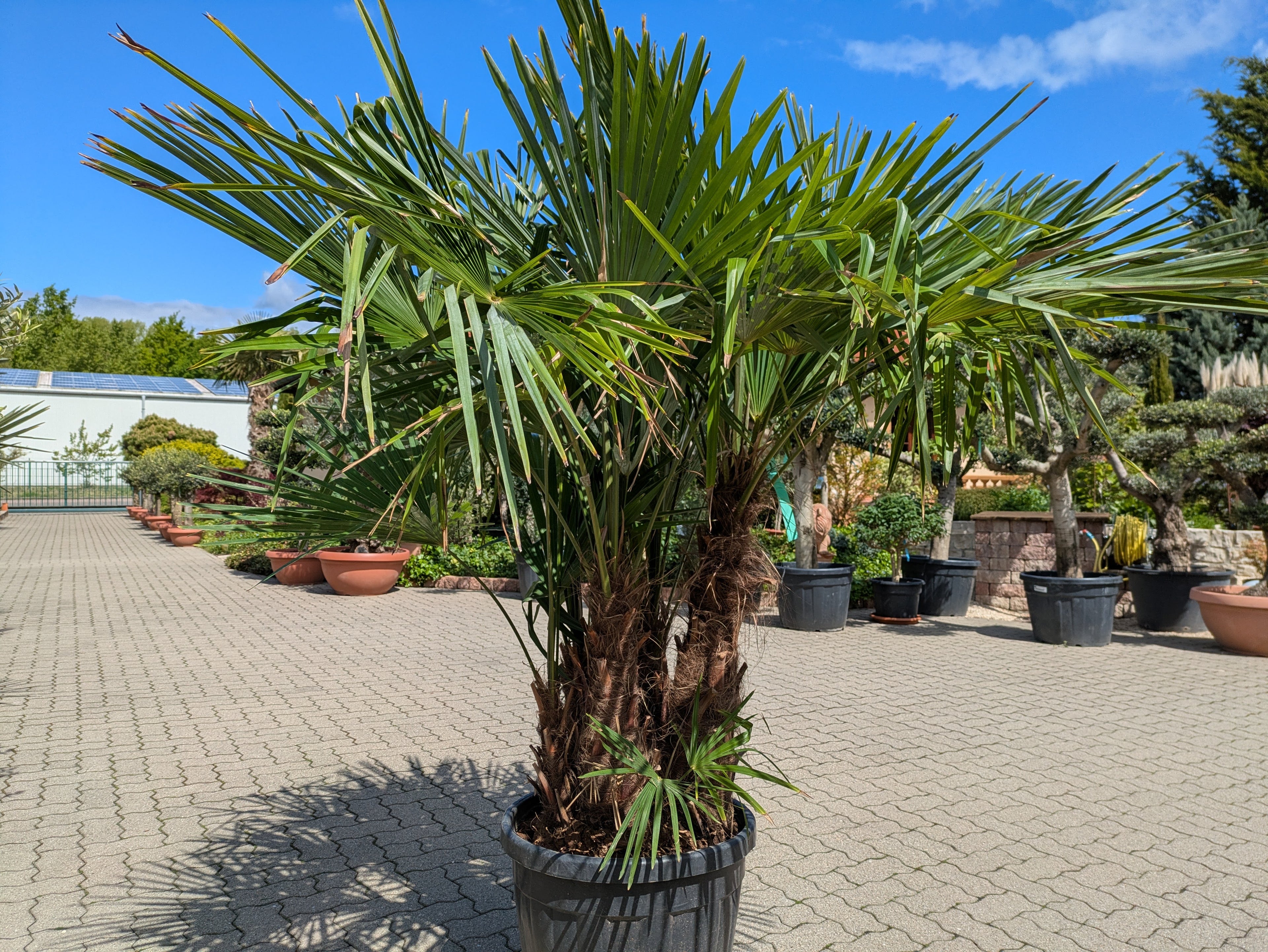 Hanfpalme 5 stämmig 225cm Höhe im Hof