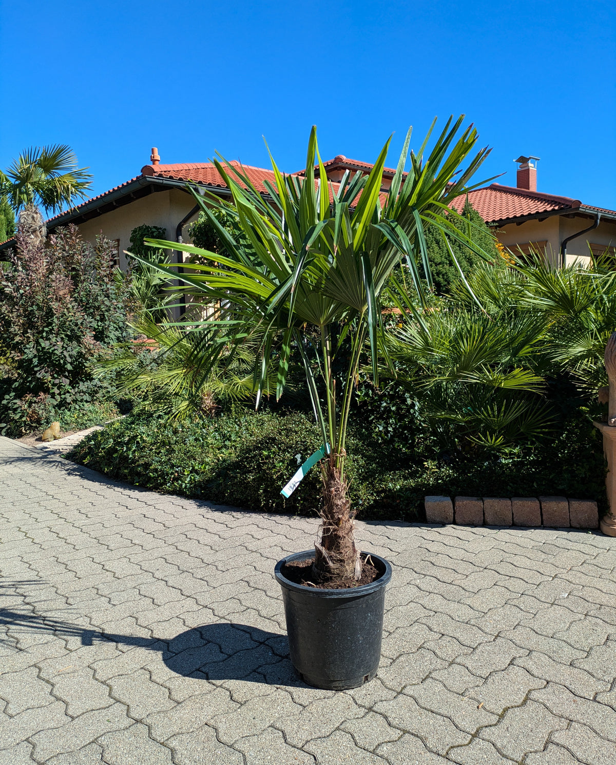 Hanfpalme 130 cm im Schaugarten Toskanagarten Lingenfeld