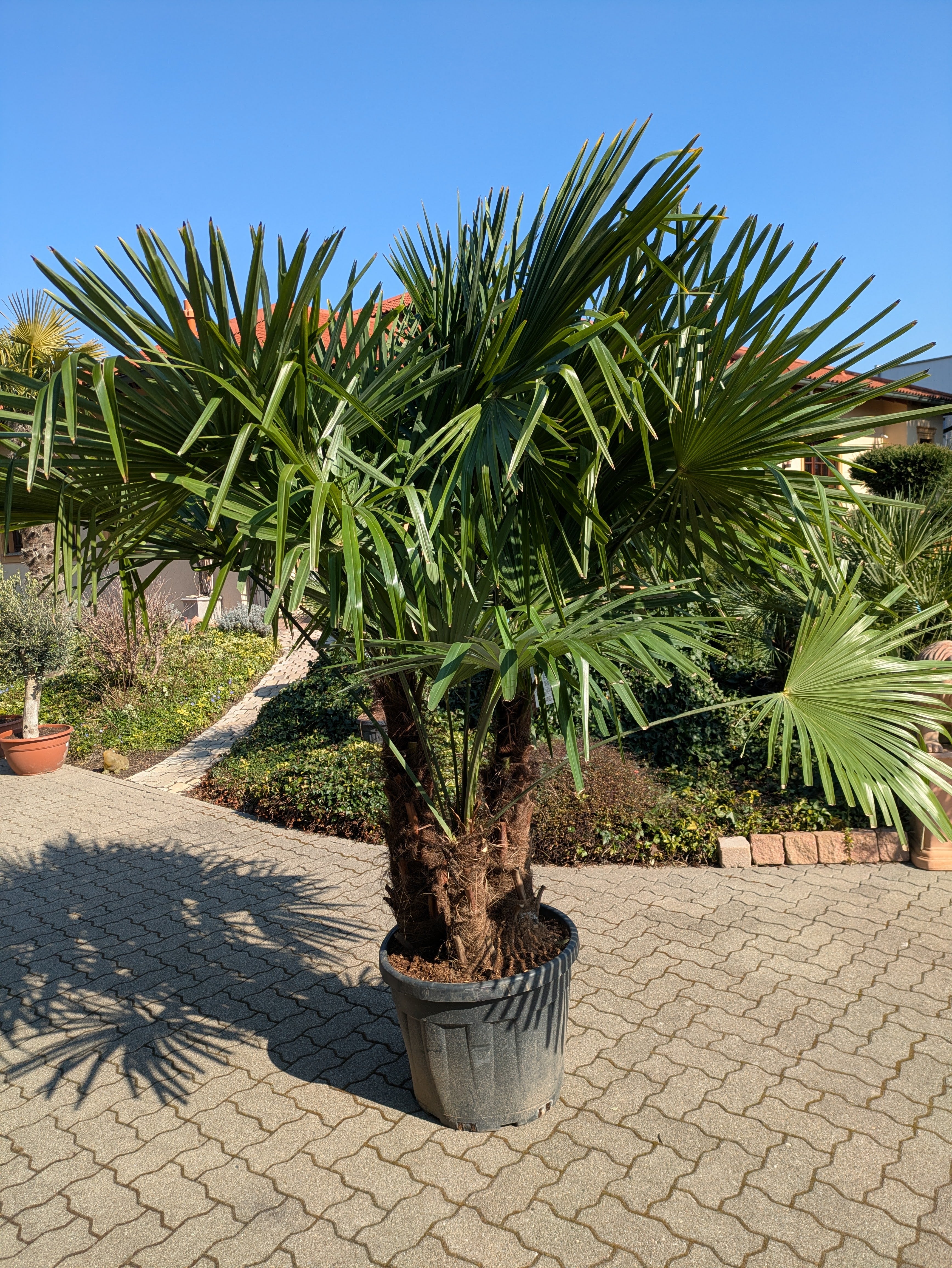 Hanfpalme 3 Stamm 250cm im Toskanagarten
