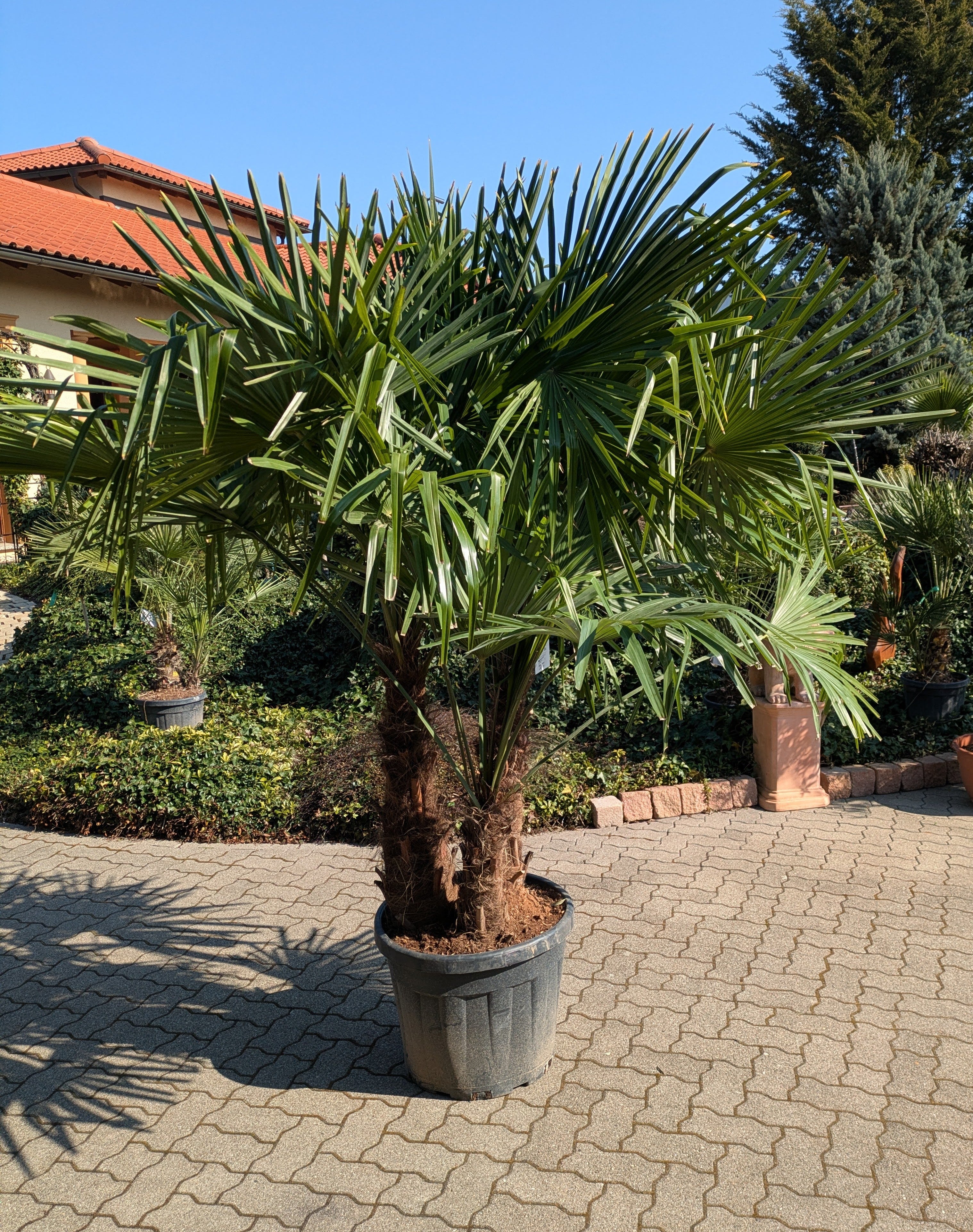 Hanfpalme 3 Stamm 250cm in Lingenfeld Gärtnerei Scherer