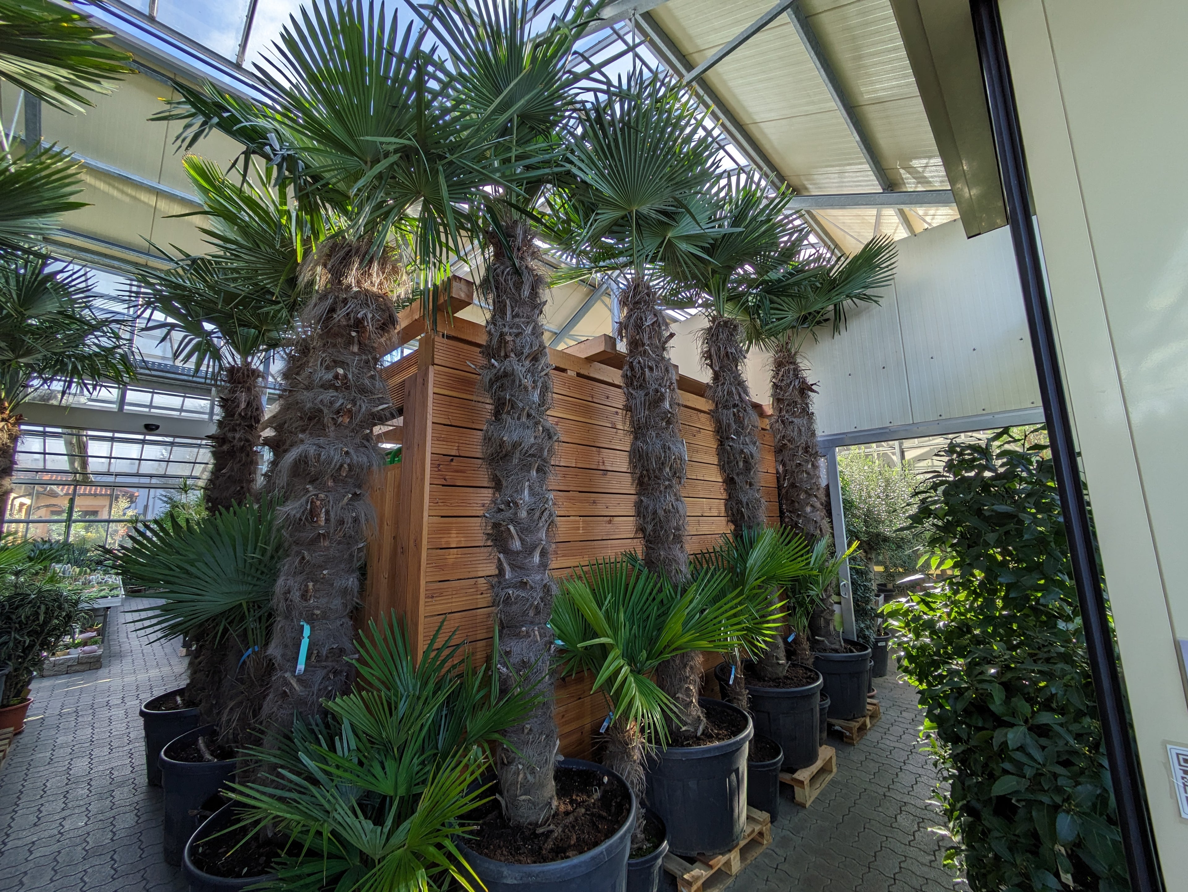Hanfpalme XL , Trachycarpus fortunei 330cm