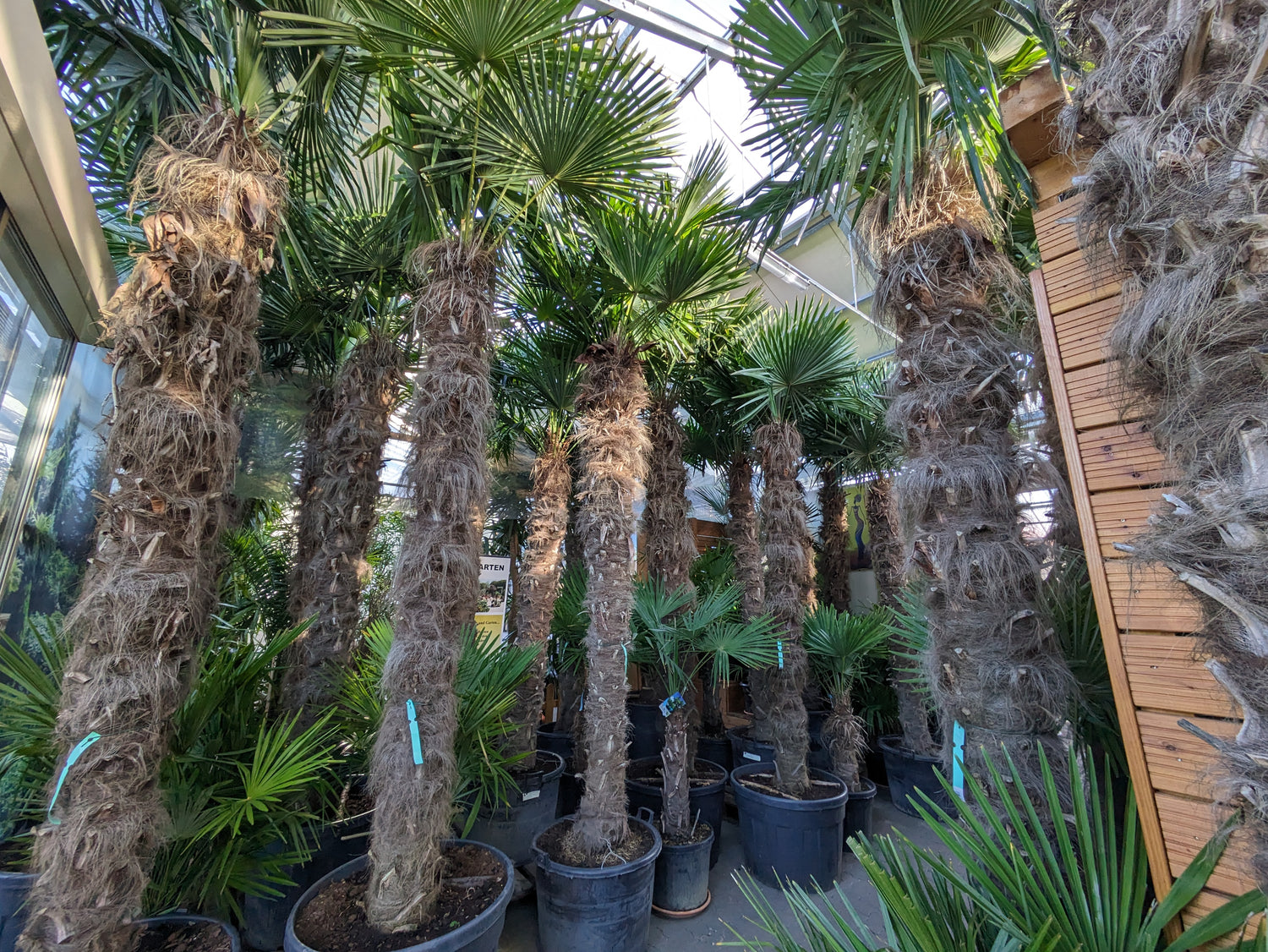 500cm große Trachycarpus in Lingenfeld