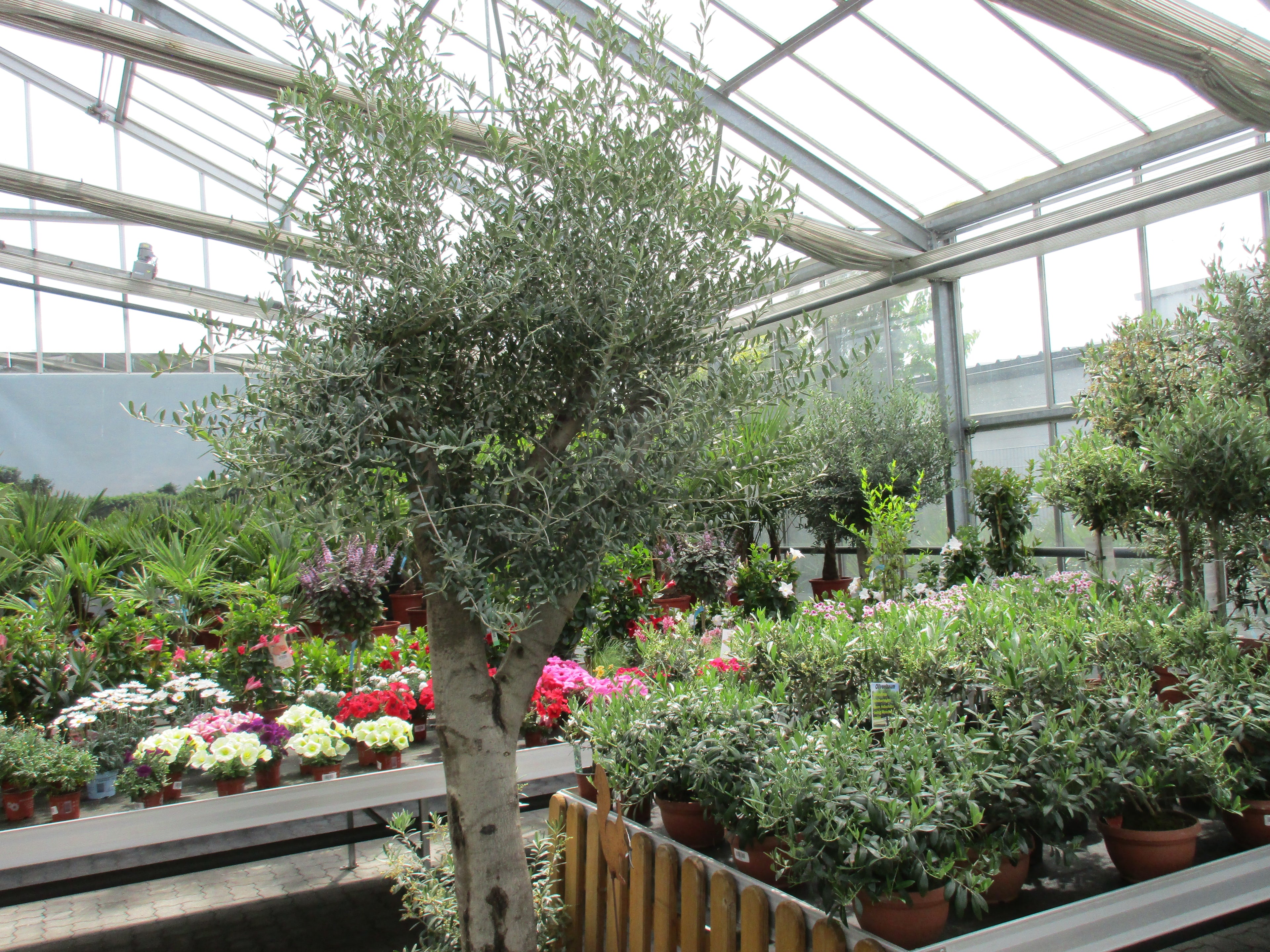Olivenbaum , 85 Jahre, 300cm Höhe, verzweigte Krone