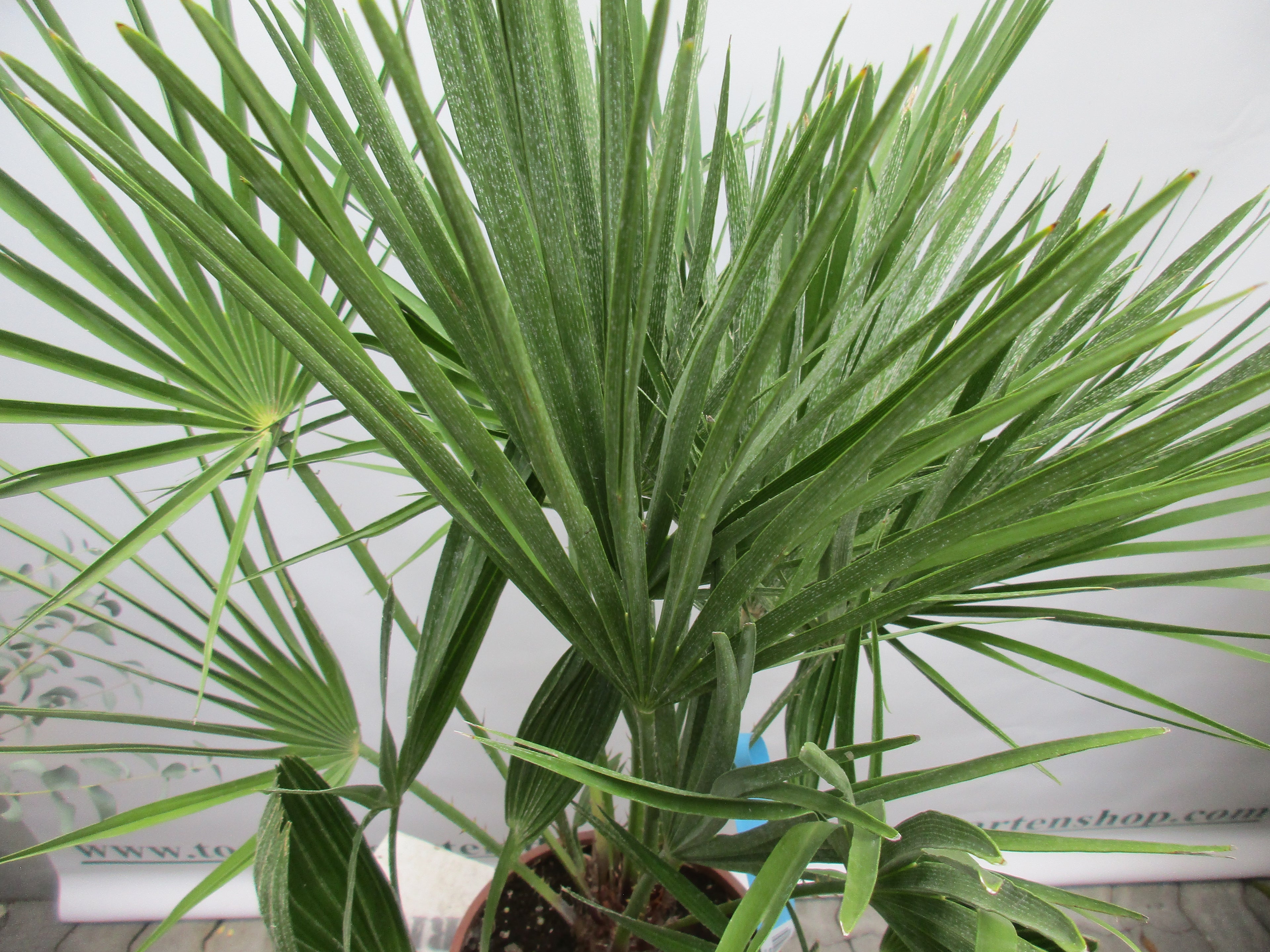 Chamaerops , humilis Zwergpalme, 90cm