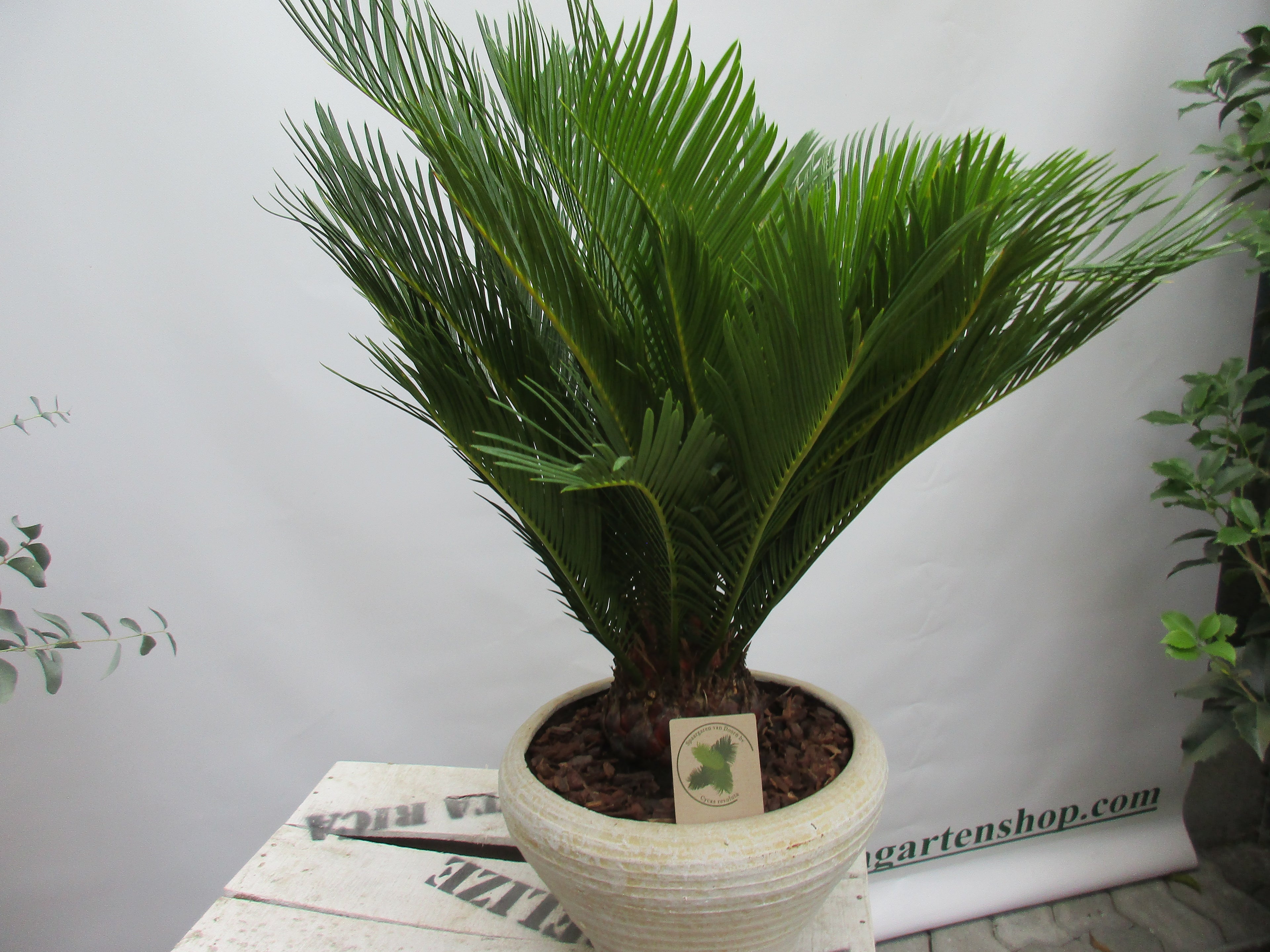 Cycas revoluta mit Schale