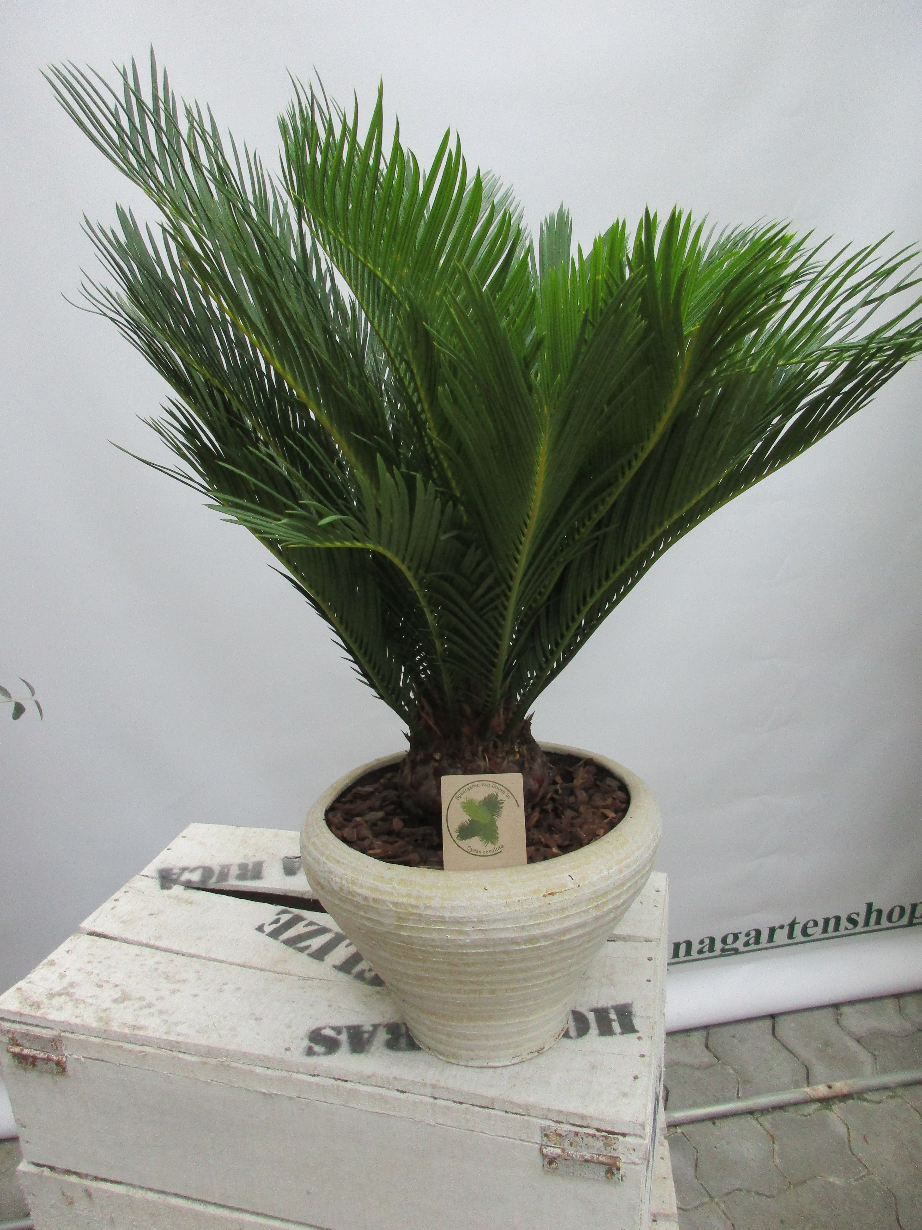 Cycas in Dekoschale