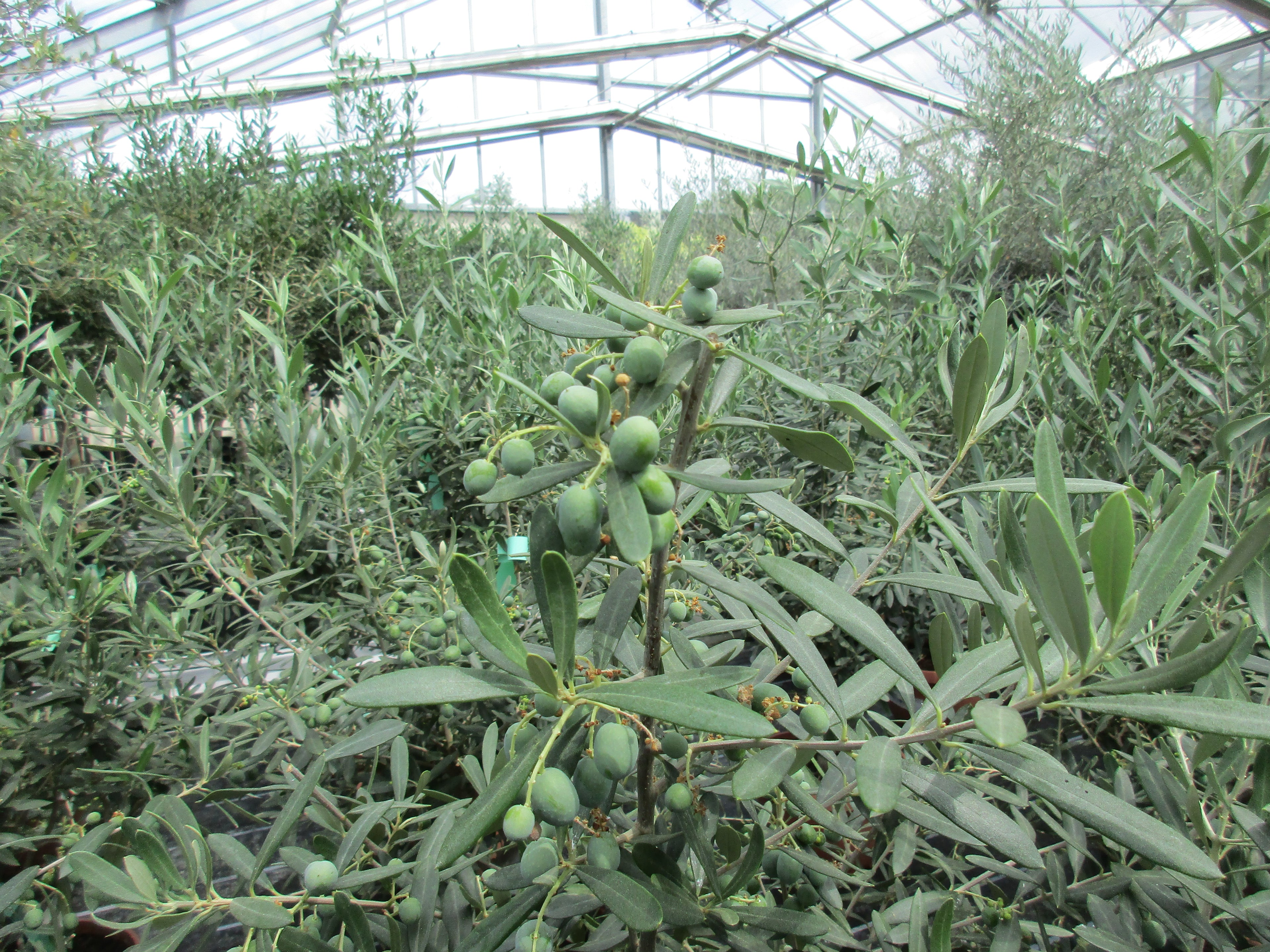 Olivenbusch 15 Jahre