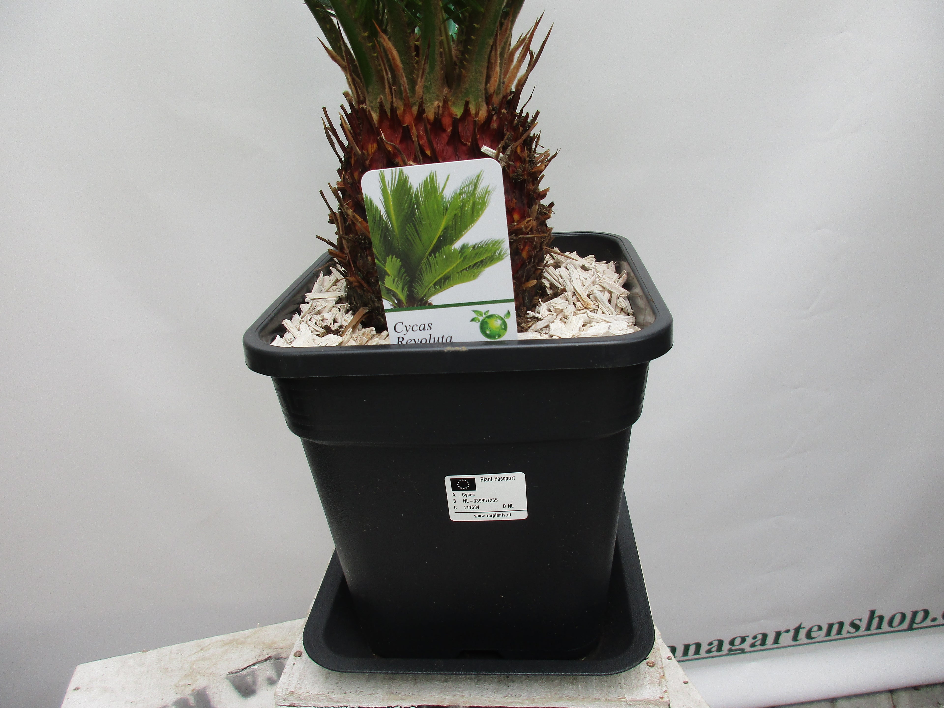 Cycas Palmfarn im Rechtecktopf mit Unterteller, 80cm Gesamthöhe
