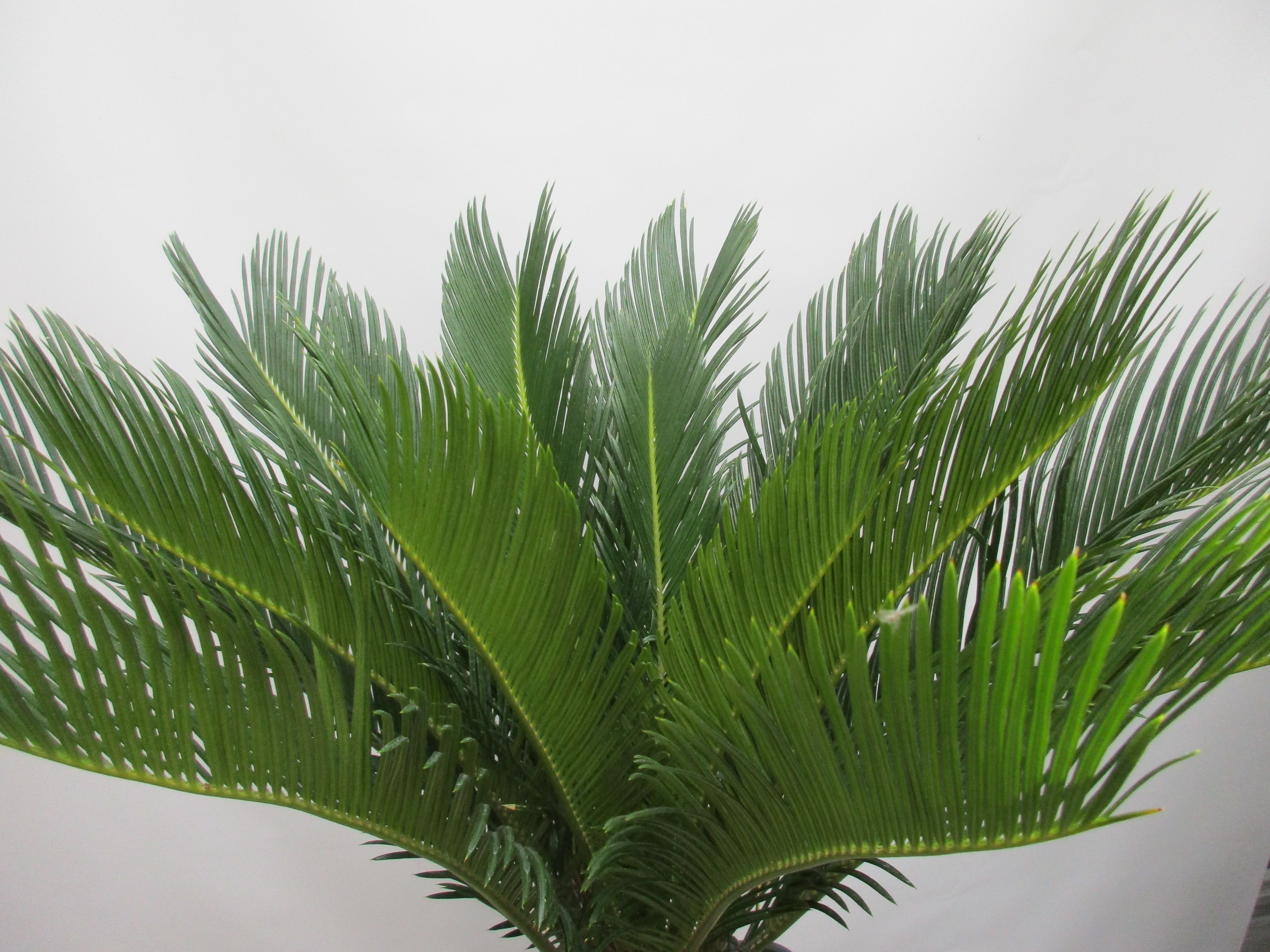 Cycas Palmfarn im Rechtecktopf mit Unterteller, 80cm Gesamthöhe