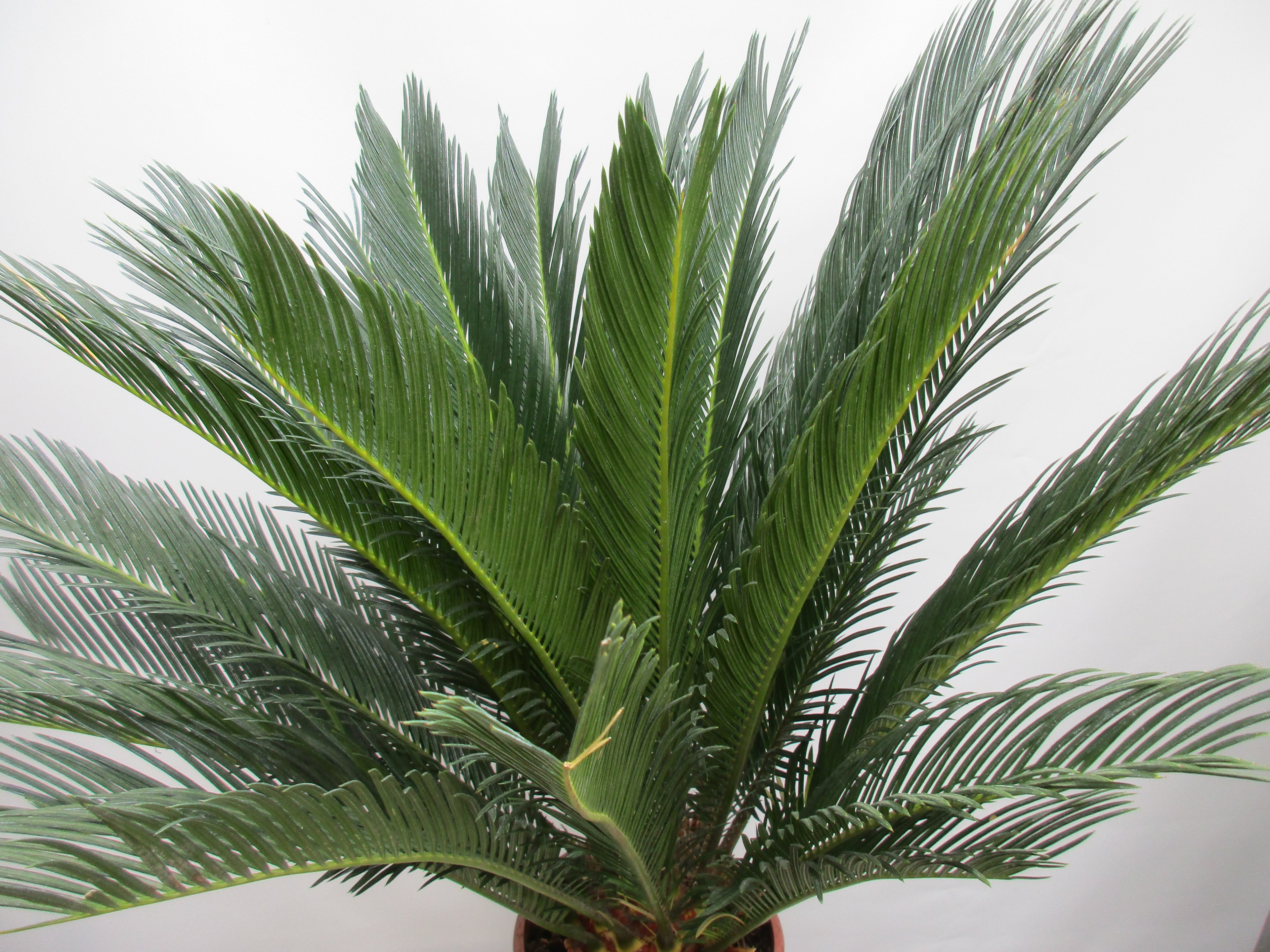 cycas revoluta