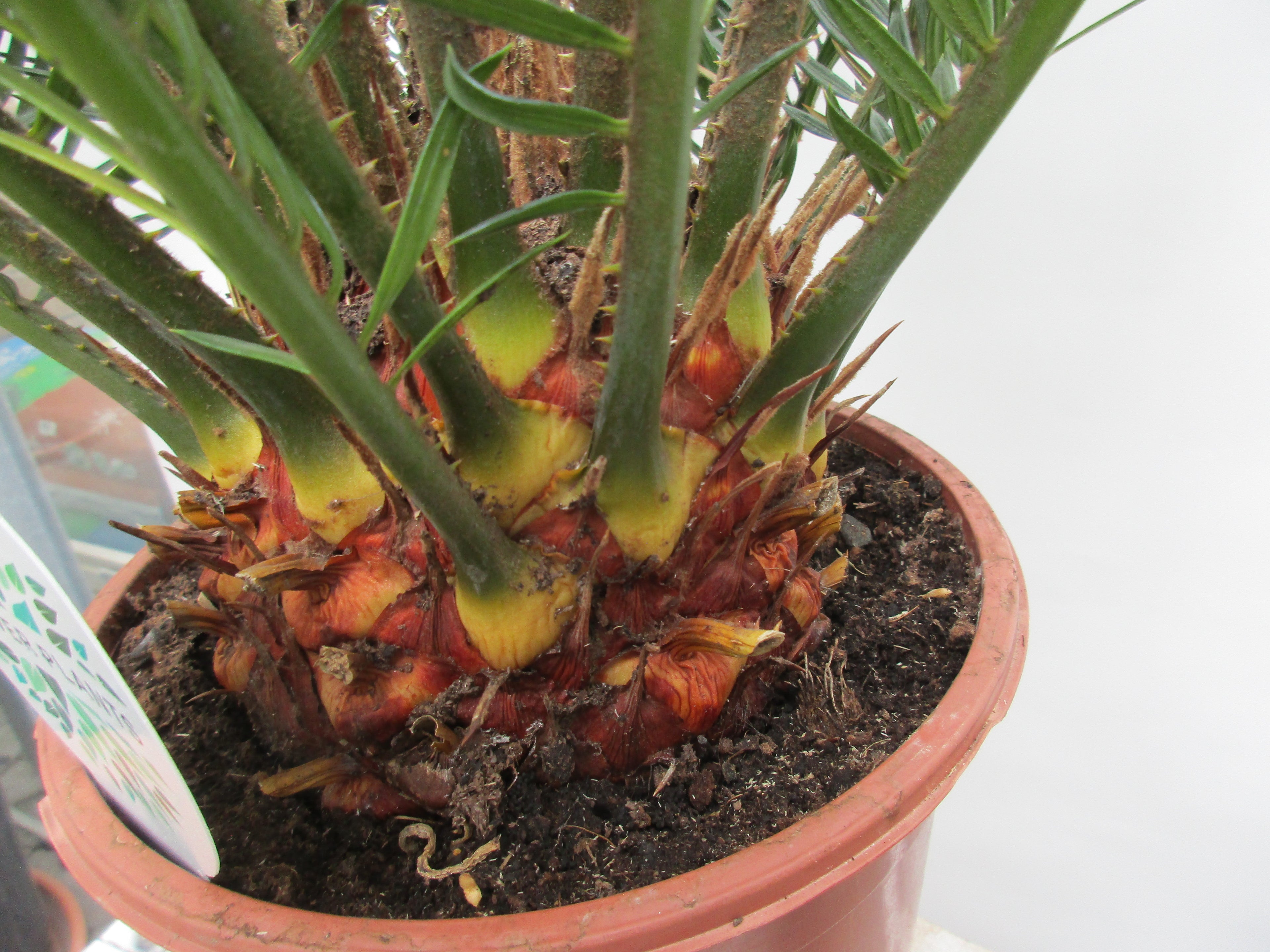 cycas stamm