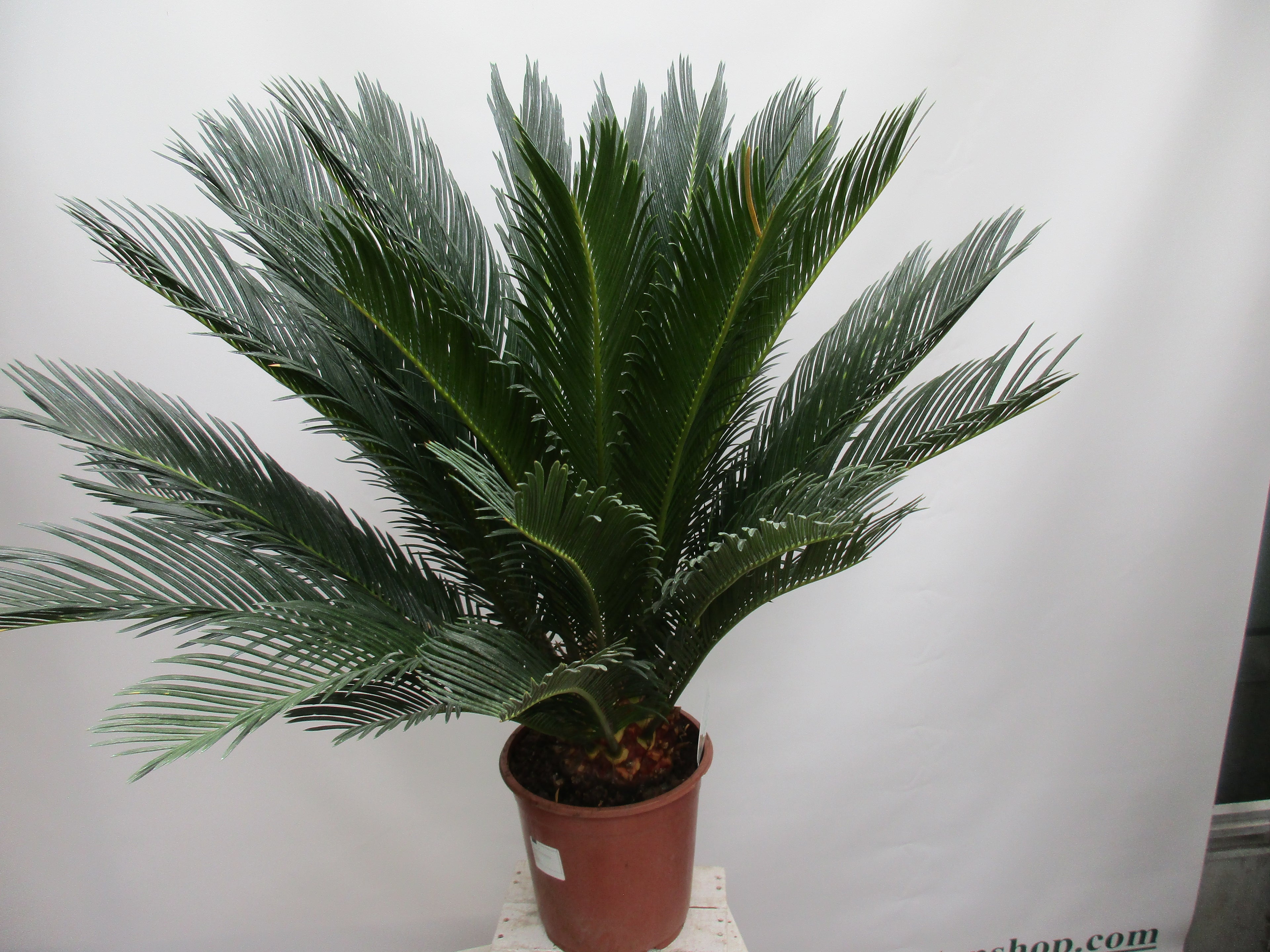 cycas