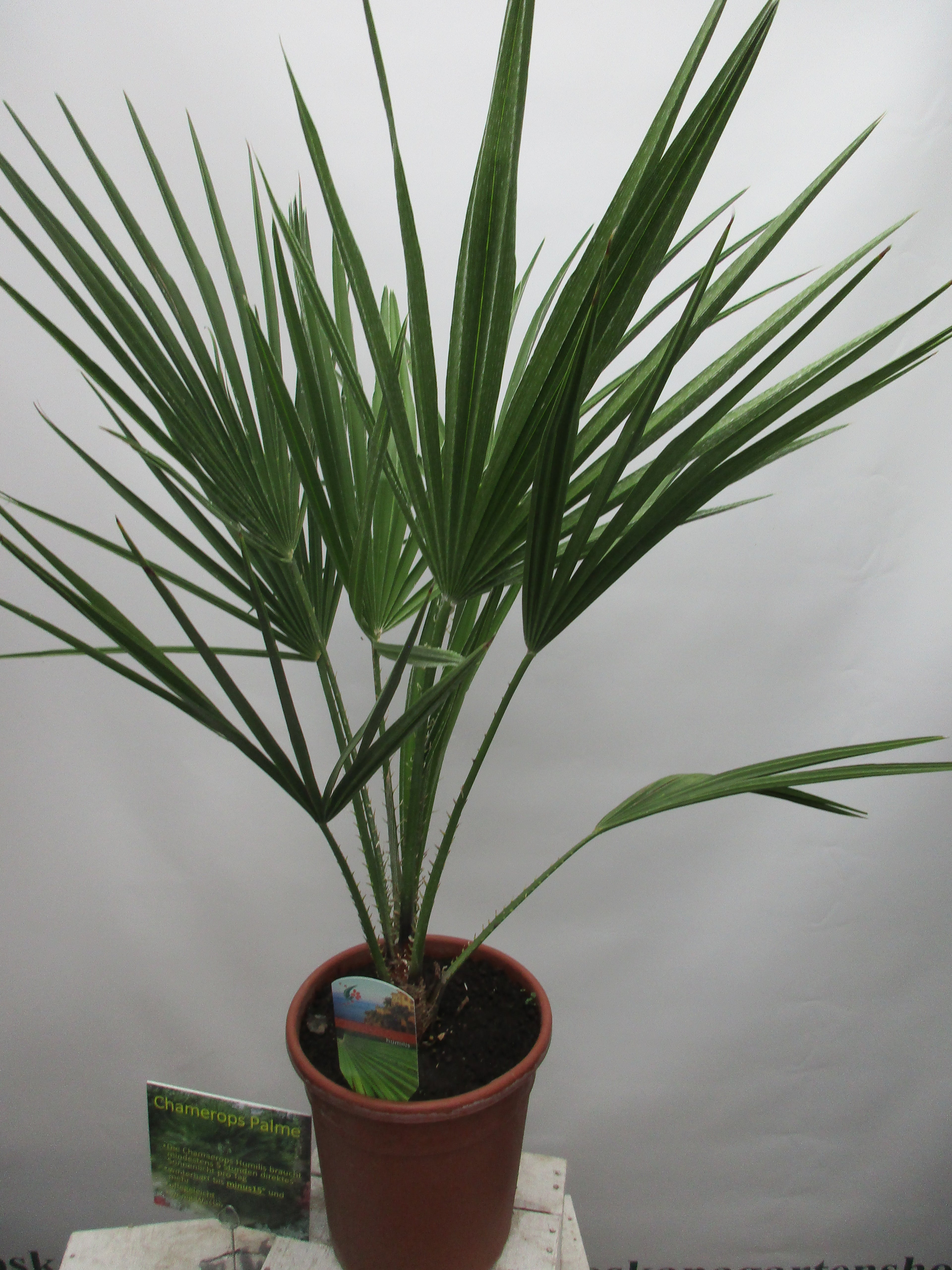 Chamaerops humilis ,Zwergpalme 80cm