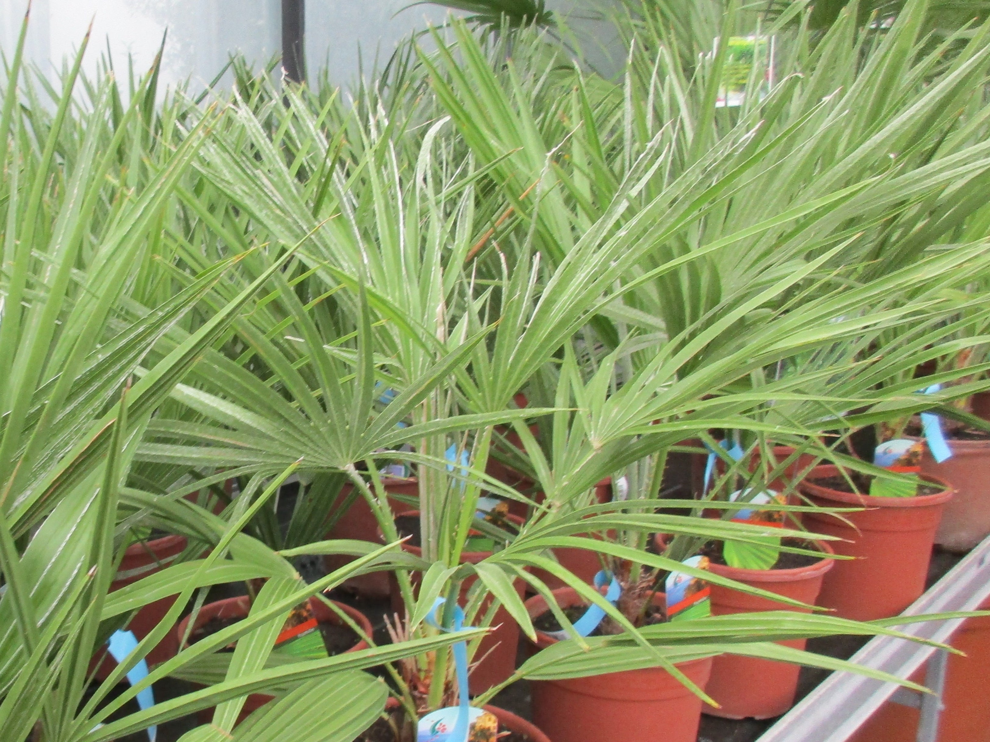 Zwergpalmen im Toskanagarten