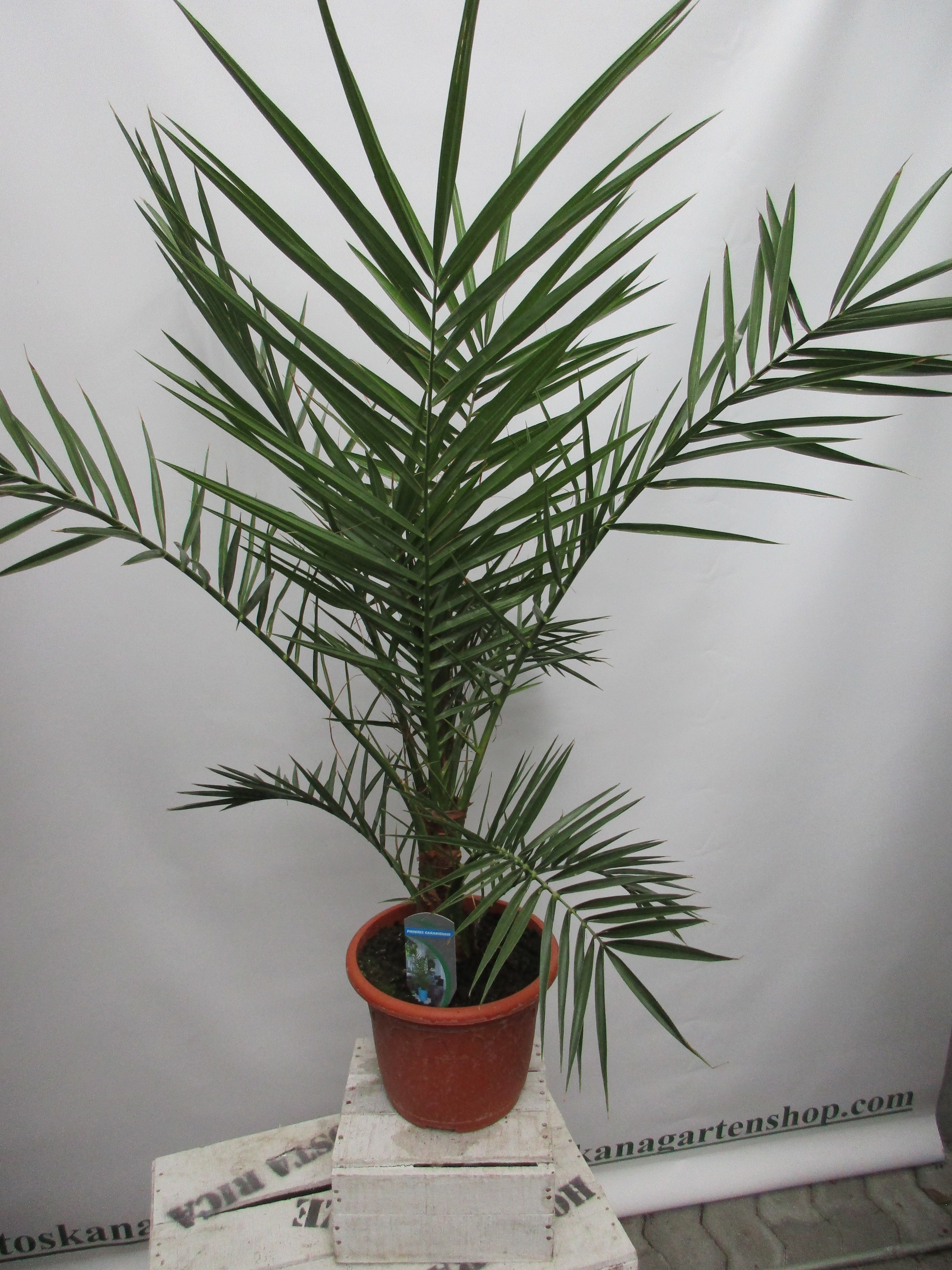 Phoenix canariensis, Dattelpalme,100 cm
